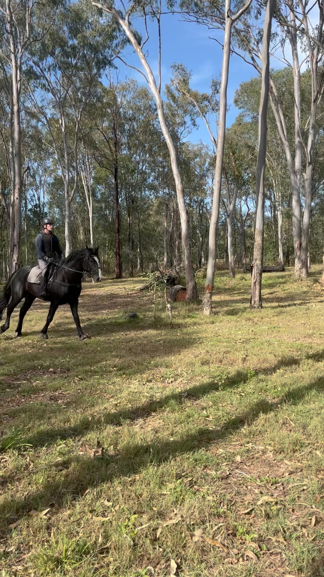 Registered Irish Draught Stallion Cushavon Tiernan Ri ☘️