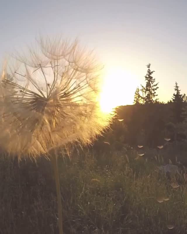 ✨ „Wenn du etwas liebst, das stirbt, stirbt nicht die Liebe – nur die Form.“
– Tibetische Weisheit
⚓️ In der Begleitung von Trauer begegnet mir oft diese stille Wahrheit:
Die Liebe hört nicht auf, wenn ein geliebter Mensch geht. Sie bleibt – in Erinnerungen, in Gesten, in inneren Bildern. Nur ihre Ausdrucksform wandelt sich.
💚 Gerade Kinder fühlen das oft intuitiv:
Sie “sehen” den Verstorbenen noch, sprechen mit ihm, halten die Verbindung.
Das ist kein Rückschritt – es ist ein Ausdruck von Liebe und Hoffnung.
🌱 Im buddhistischen Denken ist der Tod nicht das Ende, sondern Teil eines Kreislaufs.
Verlust bedeutet Veränderung – aber nicht Vergessen.
Und manchmal dürfen wir lernen, die Beziehung zu einem Menschen neu zu spüren – jenseits des Sichtbaren.
⚓️ In meiner Arbeit begleite ich Kinder, Erwachsene und Familien auf ihrem individuellen Weg durch Trauer, Übergänge und seelische Wunden.
Mit einem trauma-informierten Blick, mit viel Raum für das, was gerade ist – und mit dem Wissen:
Liebe bleibt. 💜
🌿
#ankerhalt #trauerbegleitung #trauerverbindet #liebebleibt #buddhistischeweisheit #ganzheitlichbegleiten #trauernistliebe #Kinder #traumainformiertescoaching #kinderintrauer #neuewegegehen #spiritualitätundtrauer #Coaching #Trauerzulassen #Tränenheilen #Liebe #Tod #Gefühleundemotionen
#Oftringen #Zofingen #olten