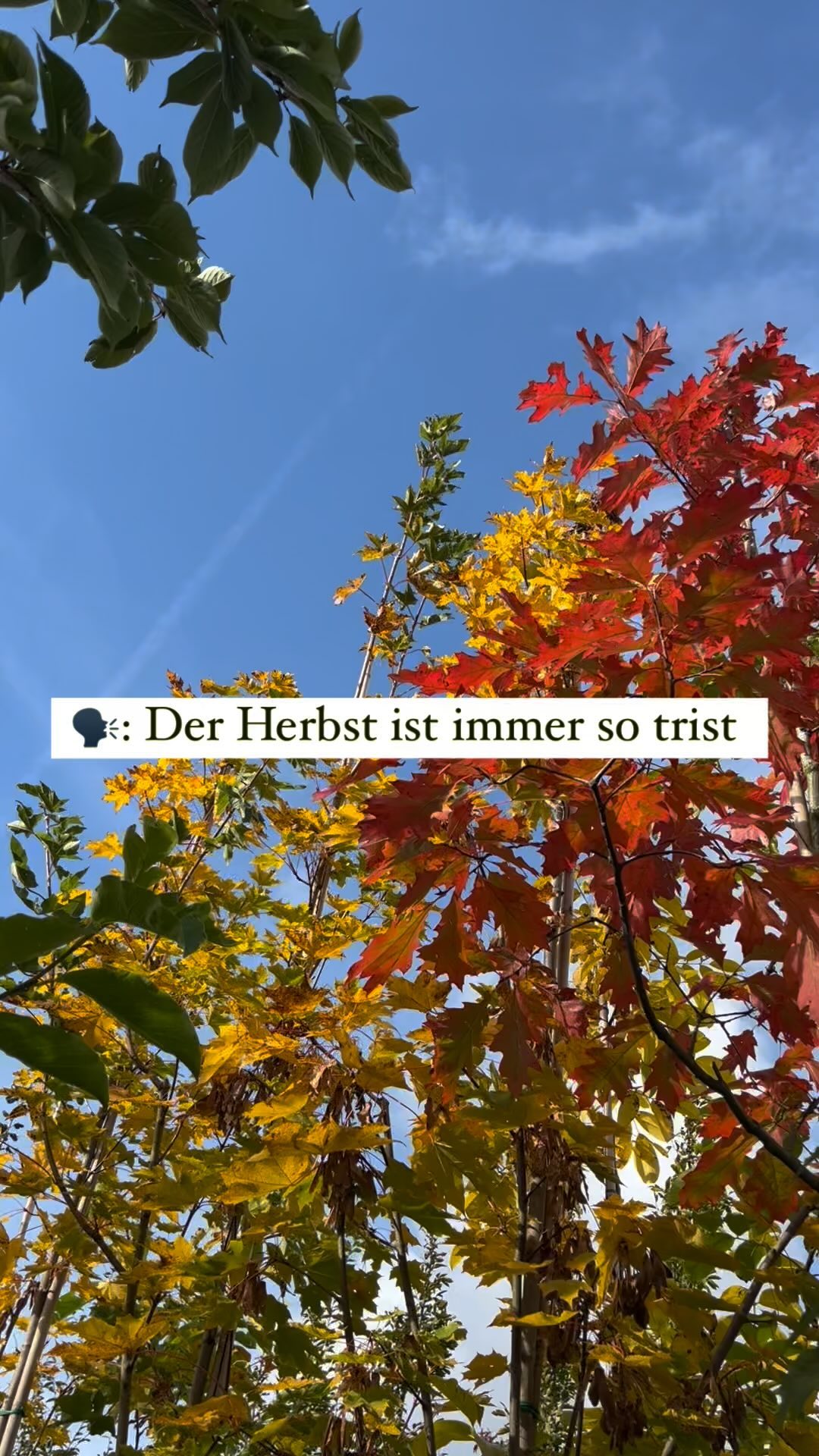 Der Herbst ist da und man kann ihn mit vollen Zügen genießen. Tolles Herbstwetter macht wieder richtig Lust den Garten nochmal aus einem anderen Blickwinkel zu begutachten.
Viele unterschiedliche Farben und Herbstfärbungen laden zum verweilen ein.
Unser Gewächshaus und unser Verkauf ist gefüllt mit vielen Herbstpflanzen in den buntesten Farben.
- Calluna & Erica in unterschiedlichsten Farben und Sorten
- Stiefmütterchen & Hornveilchen
- Stacheldraht & Silberblatt
- Hortensien
- Laubbäume mit schönster Herbstfärbung wie die Sumpfeiche, Amberbaum oder Ahörner
- viele blühende Gräser wie Pampasgras und Lampenputzergras
#baumschule #ahaus #vreden #stadtlohn #gronau #garten #pflanzen #pflanzenliebe #bunt #herbst #herbstdeko #autumn #herbstliebe #heide #calluna #erica #floristic #bepflanzung #herbstbepflanzung #kubel #beet