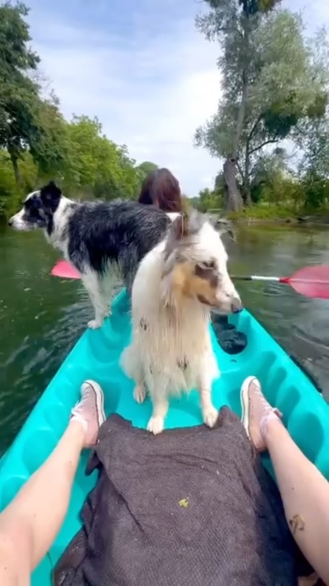 🎥✨ Un grand merci à 2 supers clientes @lapalettedealex et leurs compagnons a 4 pattes @pour leur superbe vidéo lors de leur descente en canoë avec nous ! 🚣♀️🐾
Ils ont capturé l’essence de l’aventure et nous rappellent que chez Apikopa, vos compagnons à quatre pattes sont toujours les bienvenus à bord ! 🐕💦
Si vous cherchez une expérience inoubliable à partager avec votre chien, venez nous rejoindre et profitez de nos parcours au cœur de la nature. 🌿🌊
#apikopa
#gardiendelariviere
#crifck #ffck #parcoursnautique
#canoekayak #riviere #activitepleinair
#sportsdenature
#canoe #kayak #randeau
#77vivreengrand
#MoretLoingOrvanne
#Episy #GrezSurLoing
#Fontainebleau #SeineEtMarne #emmenetonchien #unepattetendue #reservedebiosphere #gardiensdelariviere