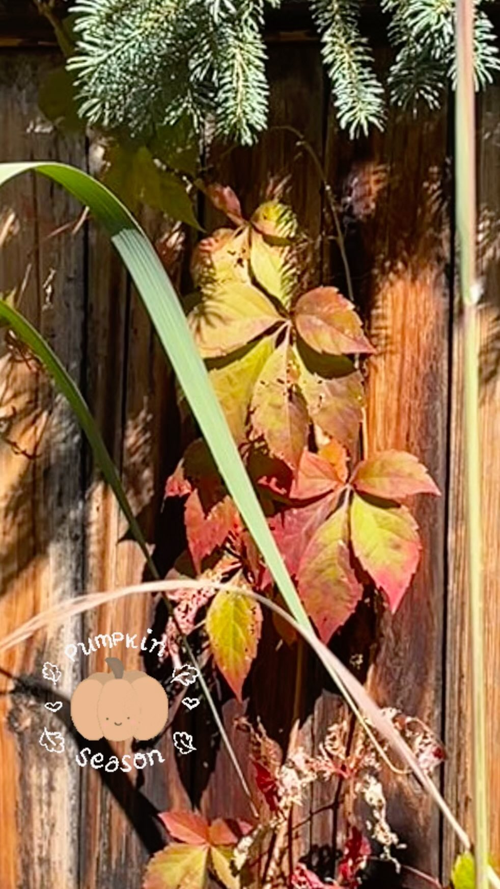“Pumpkin season is here! 🎃
Pumpkin seeds are packed with magnesium, zinc, iron, fiber, and antioxidants, offering some amazing benefits! 💪
✨ Boost immunity
✨ Support heart health
✨ Aid digestion
✨ Promote better sleep
My favorite way to enjoy them? Sprinkle on salads or soups, or just snack on them for a crunchy treat! 🍂
How do you eat your pumpkin seeds?
#PumpkinSeason #FallVibes #WellnessTips #HealthySnacks #ImmuneBoost #CrunchySnack #BetterSleep”