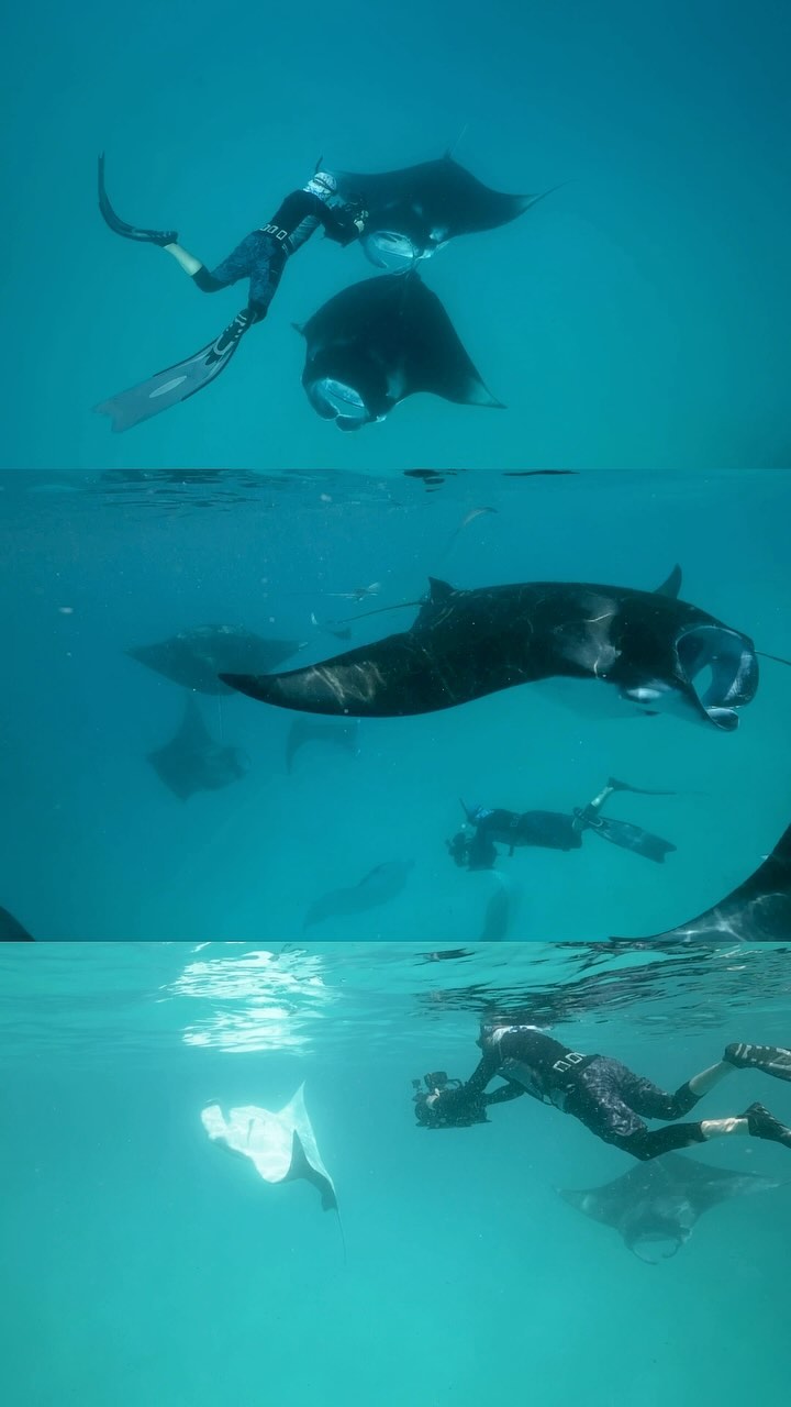 World Manta Day celebrates these amazing creatures and aims to raise awareness of the threats that these gentle giants face ! One of the most amazing wildlife filming spectacles I have been lucky enough to film was being surrounded by over 200 mantas as the were cyclone feeding and barrel roll feeding in Hanifaru Bay in the Maldives. We captured some epic sequences for the series - A Year On Planet Earth . Footage above captured by @s.hilbourne with @stranger_seeks_sandwich and the @plimsollproductions @mantatrust team ! #mantas #shark #conservation #worldmantaday #mantaray #devil #devils #scuba #freedive #gatesunderwater #reddigitalcinema #filmedonred #hanifarubay #maldives #travel #wanderlust