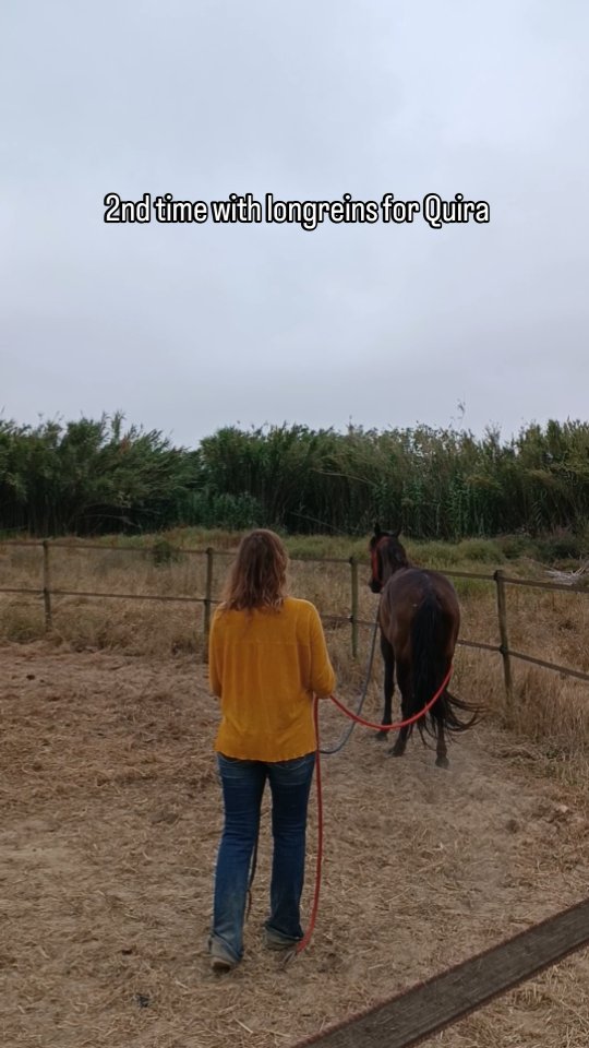 Quira's 2nd time playing zone 5 driving game and her 3rd time ever doing the figure 8 and I'm so happy with how nicely she does it with the longreins.