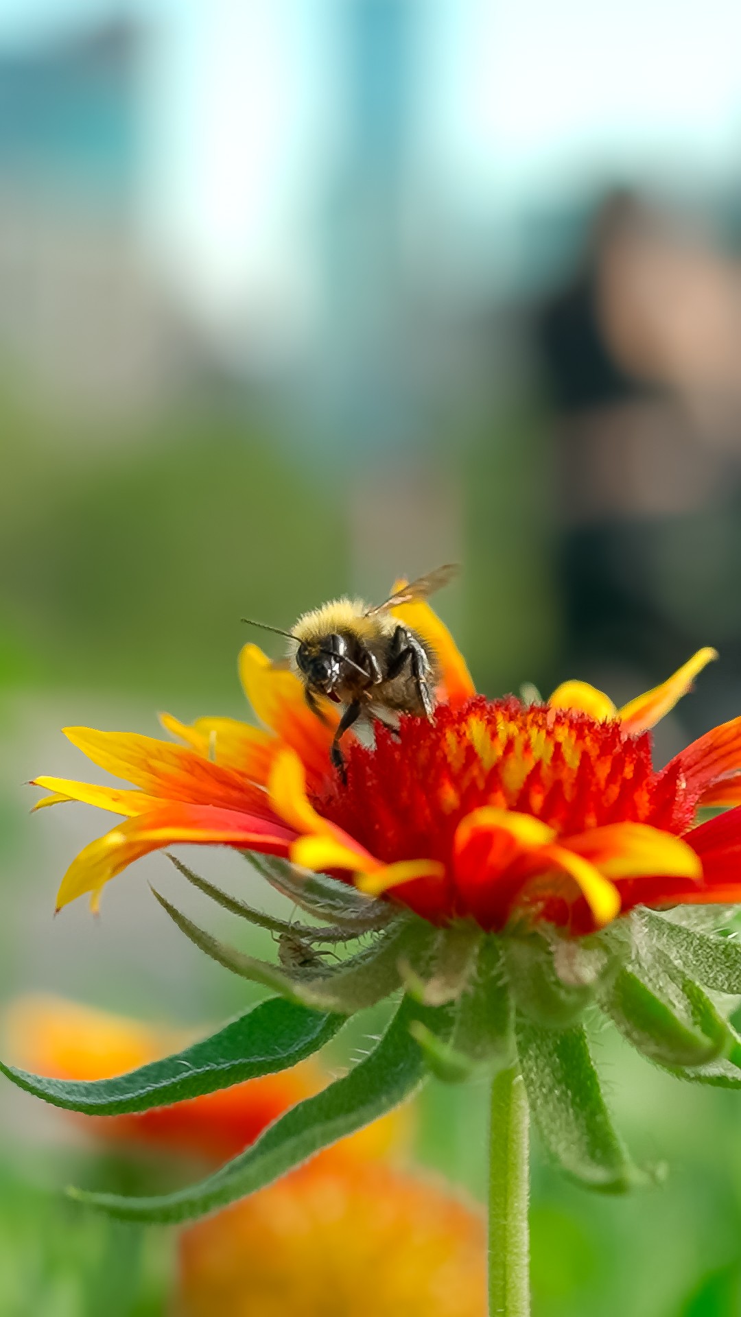 All about that Bee-roll 🎥😉 A little buzz can make a big impact, so here’s to the bees and beyond, making life bloom! 🐝🌸
#WorldBeeDay