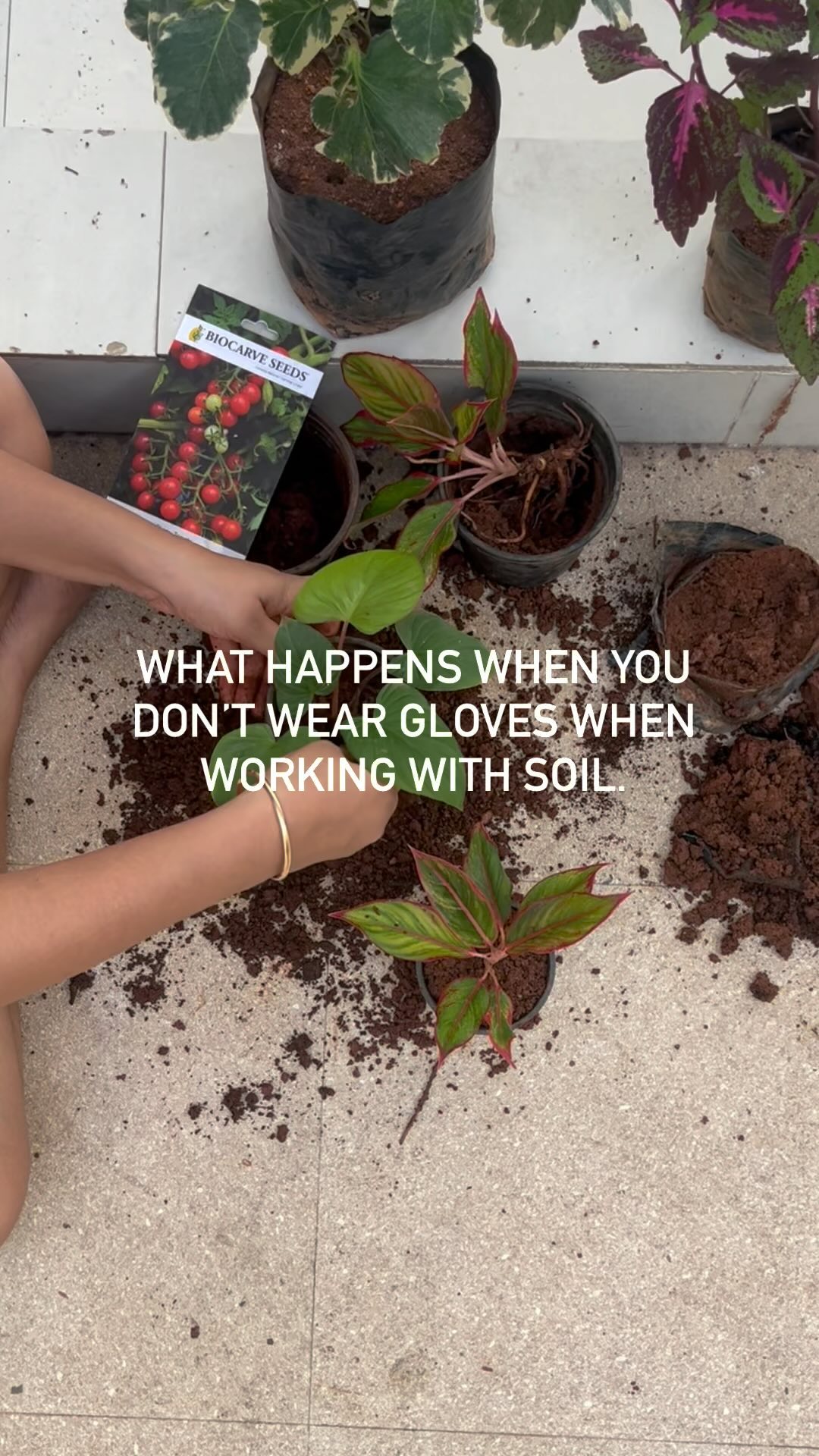 What happens when you don’t wear gloves while working with soil and plants.
-it’s nature’s anti depressants, hence releases stress.
-touching soul releases serotonin in your brain- The Happy Hormone.
-Soil between your fingers helps reduce anxiety and boosts one’s mood.
-Digging stirs up beneficial microbes in the soil, that can improve your gut health and strengthen your immune responses.
-Soil is abundant with minerals that play a key role in our health- including our skin health.
Gardening is no least than a therapy itself- Happy Gardening you’ll 🍃
#biocarveseeds #gardeninglife #gardeningistherapy #benefitsofgardening #soilbenefits #gardeninglove #gardeninghealthbenefits #gardeningmakesmehappy