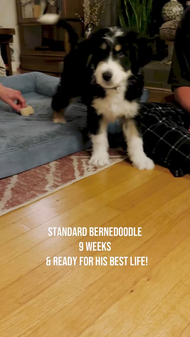 Schools out and Davie wants to PLAY! Our beautiful nine week old Standard Bernedoodle is just spectacular, doing great with potty and crate training and learning basic commands like a champ! He is a LOVER ❤️@elevatedstandardsnc Ferguson NC #bernedoodle #bernedoodlepuppy #bernedoodlesofinstagram