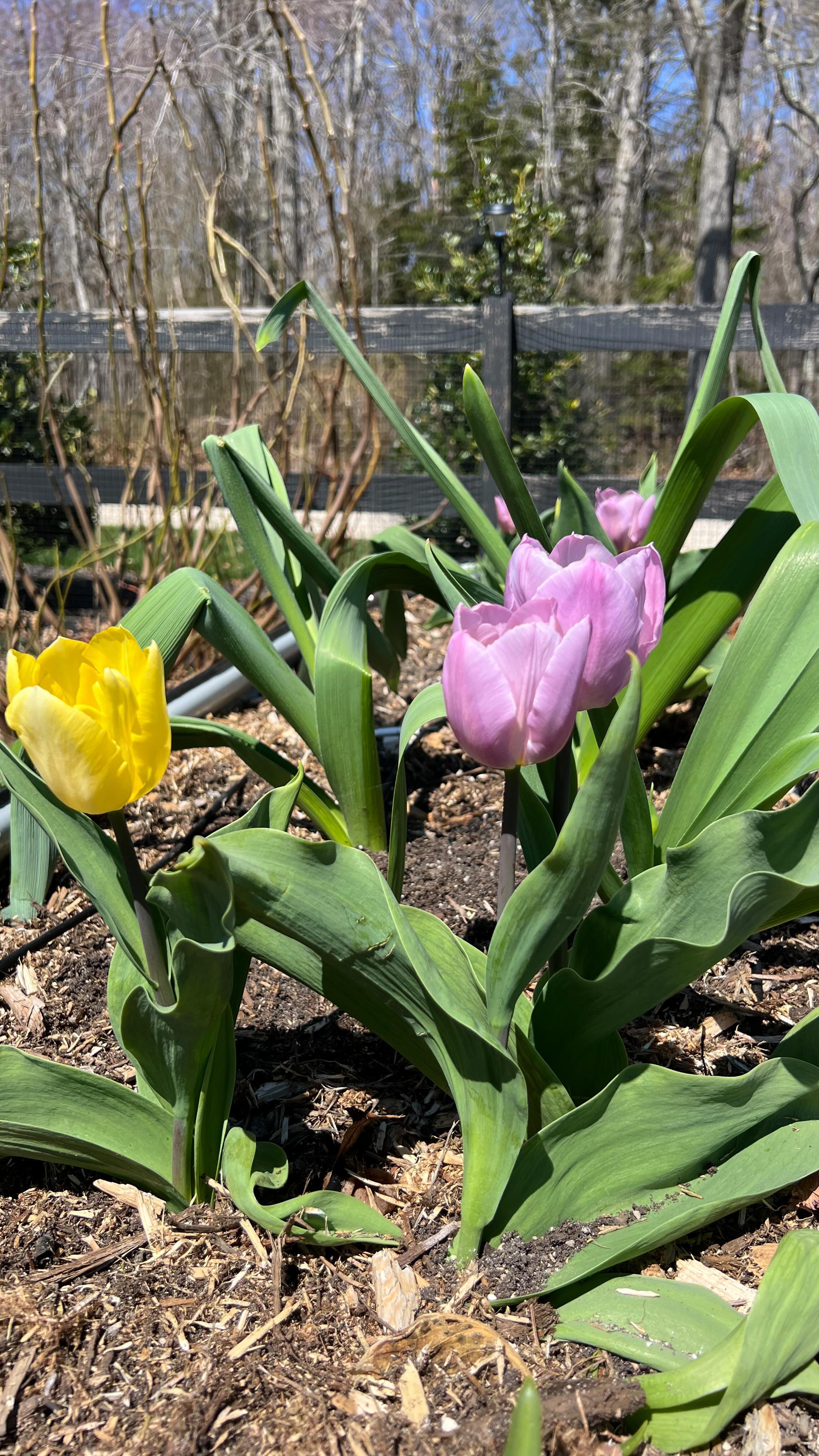 Spring awakening in full effect. ✨🌸
.
.
.
#daydreams #gardeninspiration #raisedgardenbeds #springgarden #northforkliving #northforker #cleanliving #earthmama #earthday #growyourownfood #growsomething #kitchengarden
