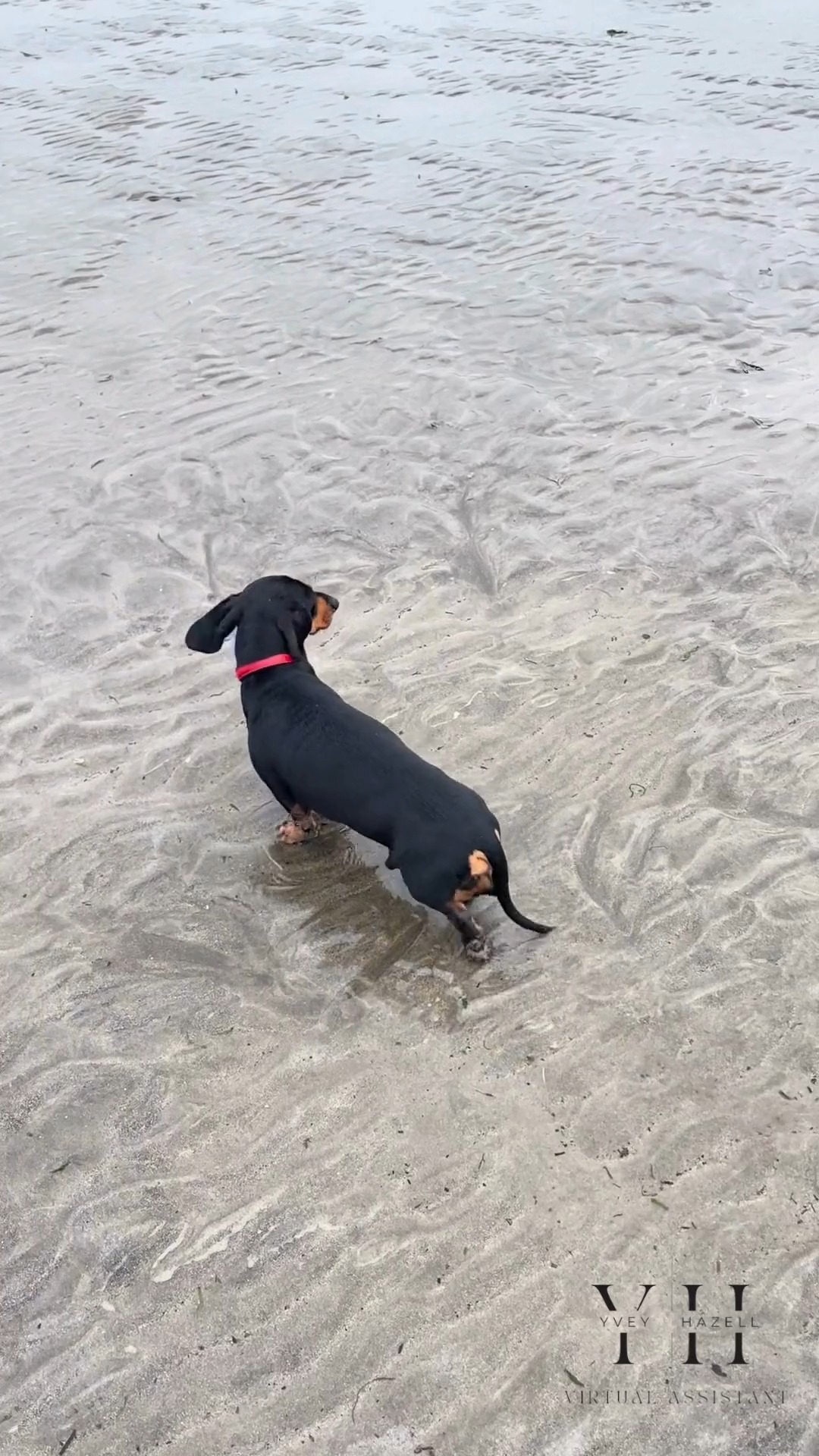Are you just getting back to the desk and looking around wondering which thing to start first? ๐ตโ๐ซ
This video of Hugo on the beach sums up this feeling pretty well! ๐ถ
Anyone need an extra pair of hands to get through their January back-log?
#smallbusinesscornwall #virtualassistant #virtualassistantservices #va #businesssupport #generaladministration