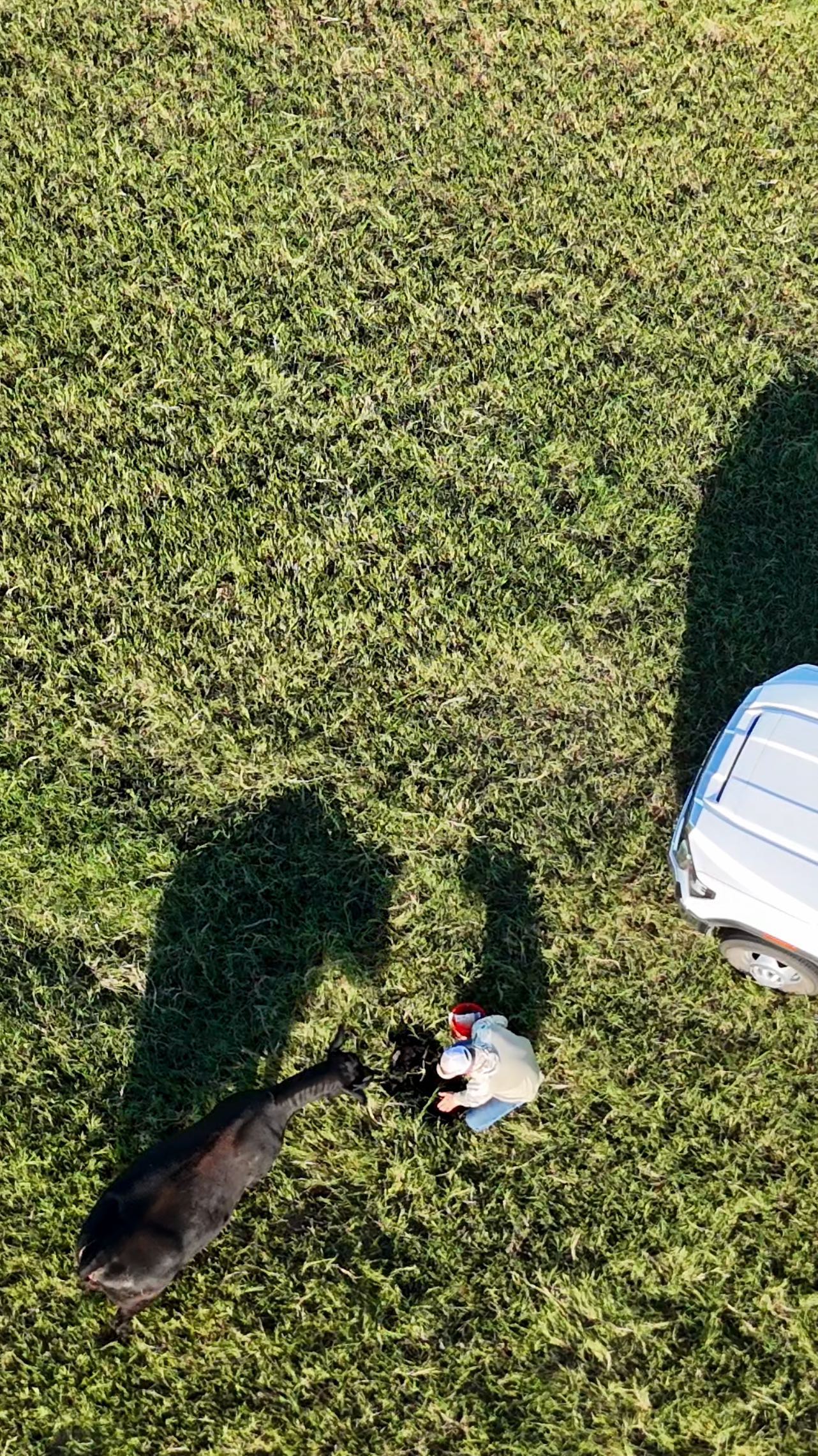 Flying the drone to check for new calves and found this healthy girl in the middle of our field! Tagged, watched her take a few wobbly steps, and made sure she was nursing and out she goes.