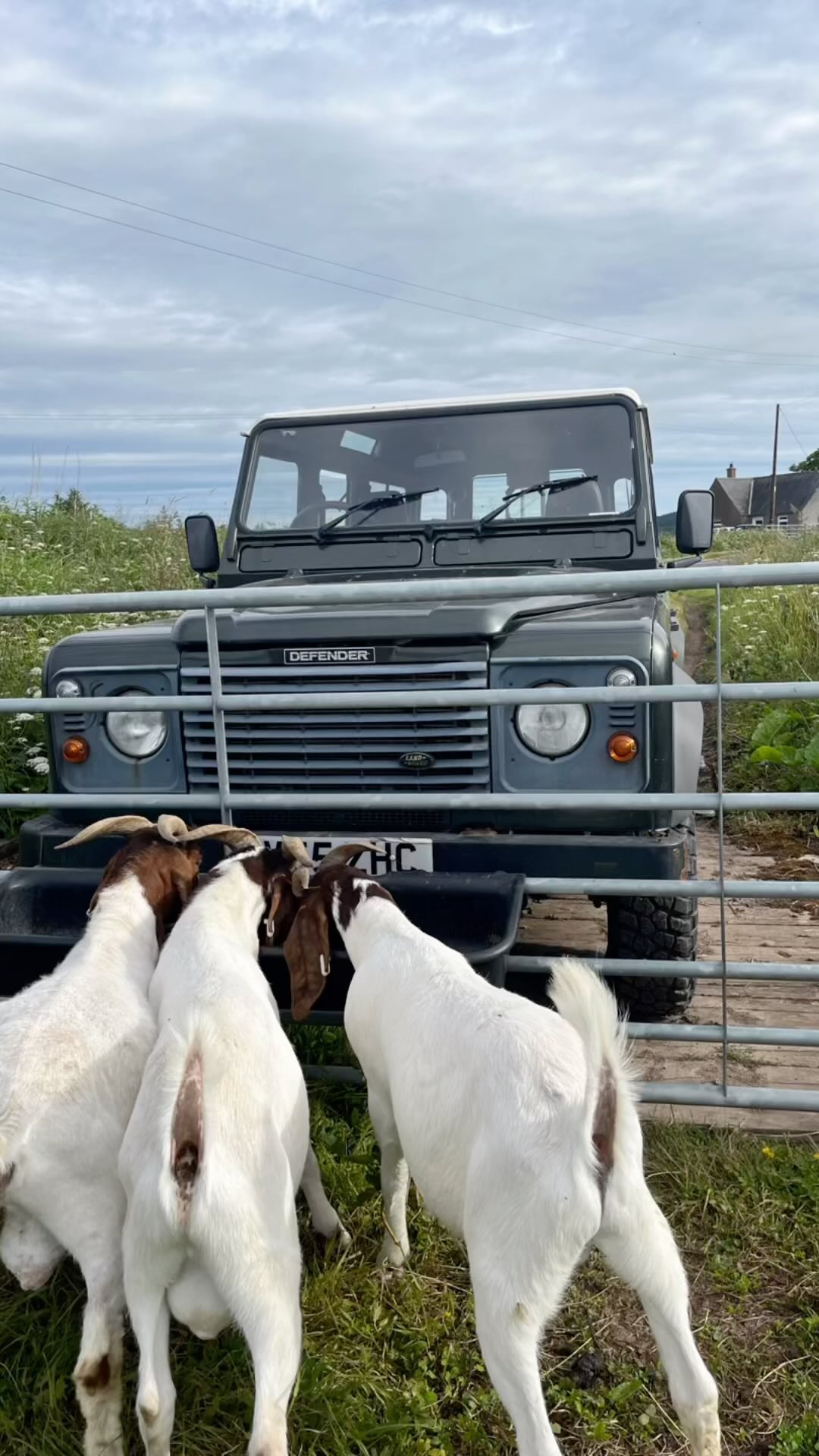 Betriebsbesichtigungen heute:
1. Betrieb: Muttertierhaltung: Kühe, Schafe (!), Ziegen und noch ein paar mehr.
2.Betrieb: Ackerbau: Wintergetreide, Sommergerste, Pflanzkartoffeln, Blumen.
Übrigens: das Lied ist der EM-Song für die Schotten.