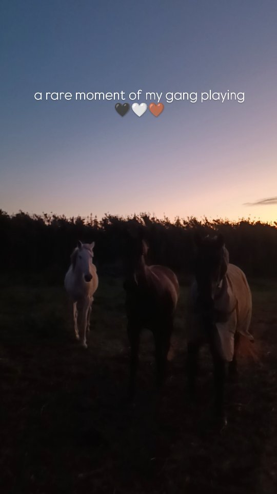 This summer was way more about being and living with my horses than about working with them, I learned a lot from that.