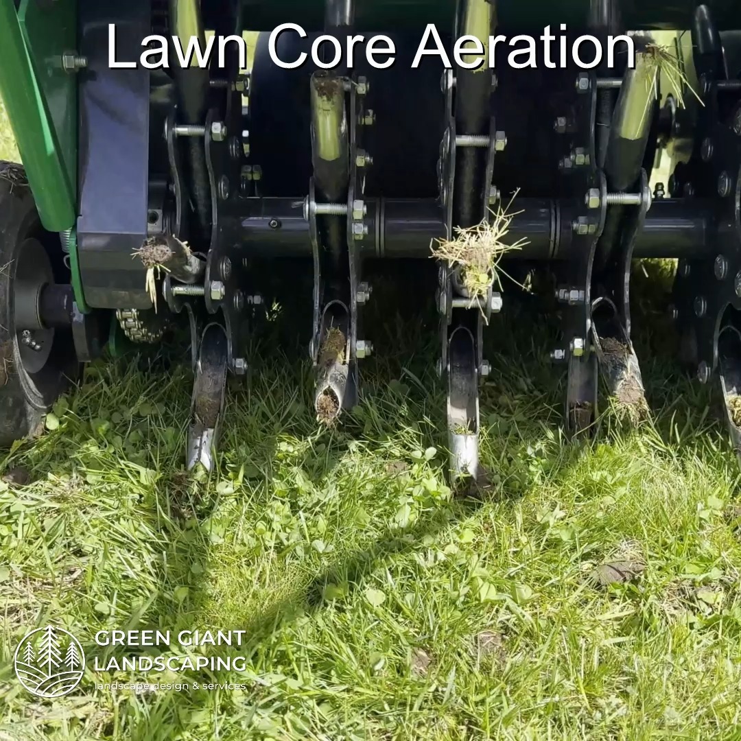 Lawn core aeration in progress.
Landscaping Southeastern, MA.
Call now for your free quote!
Plants installation
Tree and shrub care
Seasonal cleanups
Bobcat services
Old overgrown shrubs removal
Mulch installation
Garden maintenance
Professional Landscape Design.
https://www.greengiantlandscaping.com/
Phone:
+1 413-406-9094
#landscaping #landscapedesign #gardening #gardendesign #landscaper #landscapearchitecture #treeandshrubtrimming #mulch #Massachusetts #southshore #newton #boston #hingham #marshfield #scituate #NewtonMA #scituatema #milton #canton #wellesleyma #SpringCleaning #shrubtrimming #shrubcare #plantingseason #plantingtrees #plantingdesign #gardentransformation