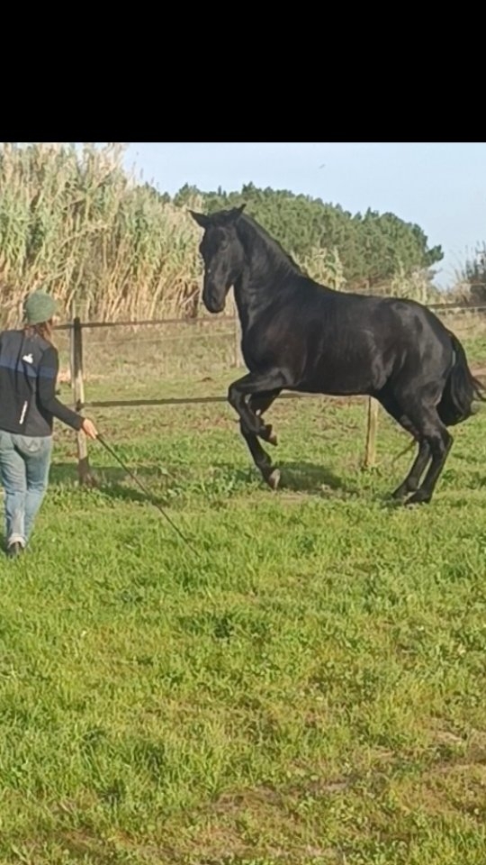 I put the phone on the fence to catch some memories of our little goodbye play session right before I dropped him off in horse Paradise where he happily lives in a herd until I come back to Portugal. I didn't teach Galeón anything new on the ground this summer, he helped me out with training the girls and we practiced the input that we got in our two dressage lessons.
Feeling how connected he was and how much enthusiasm, effort and energy he put into our little play meant the world to me. Those tasks I taught him years ago but the strength and exuberance are new for my little introvert and I am so happy to see him shine inside out.