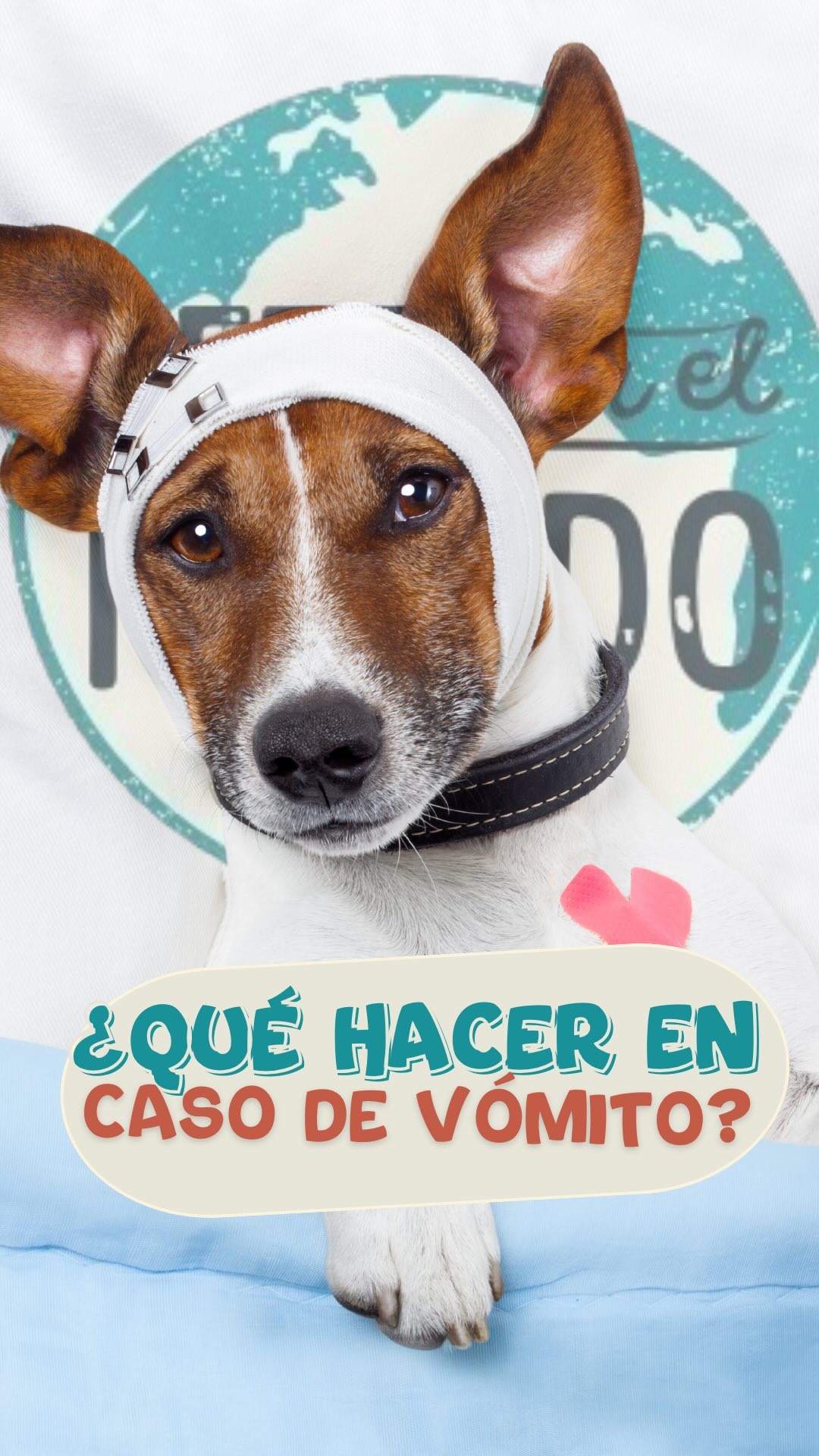 ¿Tu perro suele marearse y vomitar durante los viajes? 🐶
No te preocupes👉 ¡es más común de lo que parece! En este video te explico cómo ayudar a tu mascota a sentirse mejor en esos momentos de traslado.
Te dejos estos consejos para hacer del viaje una experiencia agradable para ambos 💙
¿Vos también tenés un compañero que se marea? Contame en los comentarios qué técnica usás o cuál de estos consejos te sirve más.👇🏼👇🏼
#veteporelmundo #veterinarioporelmundo #viajarconmascotas #perro #vomitosenmascotas #viajarconperro #avion #veterinarioonline #petfriendly