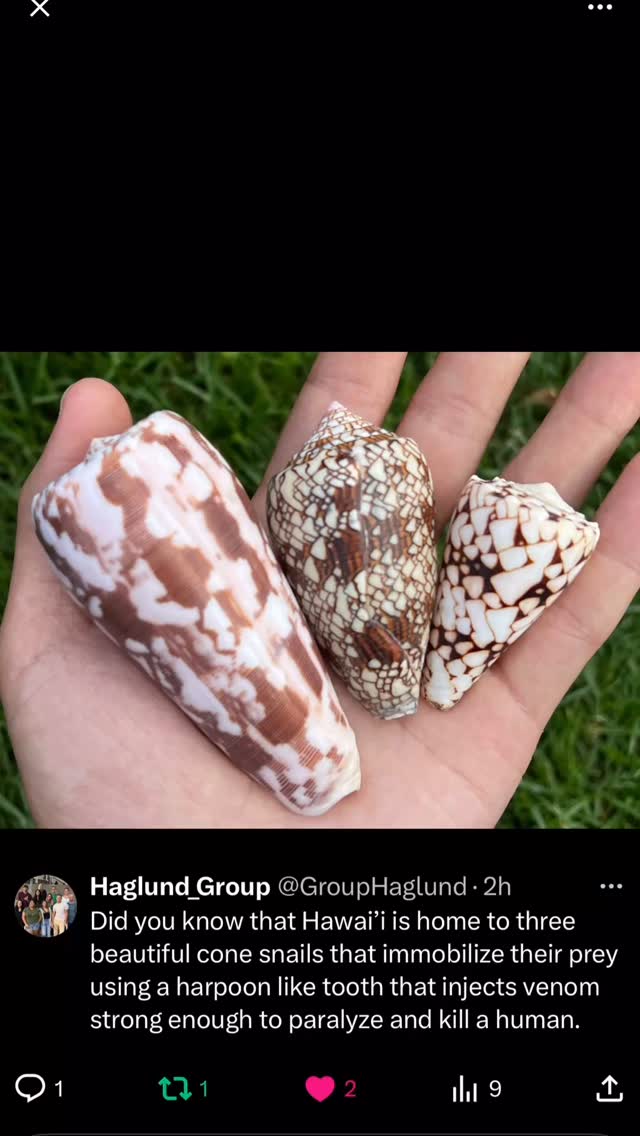 Did you know that Hawai’i is home to three beautiful cone snails that immobilize their prey using a harpoon like tooth that injects venom strong enough to paralyze and kill a human.
Reference: https://www.ncbi.nlm.nih.gov/books/NBK470586/
.
.
.
#shell #seashell #shells #conesnail #funfacts #funfactfriday #funfact #scientificfacts #hawaii #universityofhawaiiatmanoa #uhm #universityofhawaiia #uh #science #DNA #chromosomes #researchgroup #haglundgroup #drhaglund