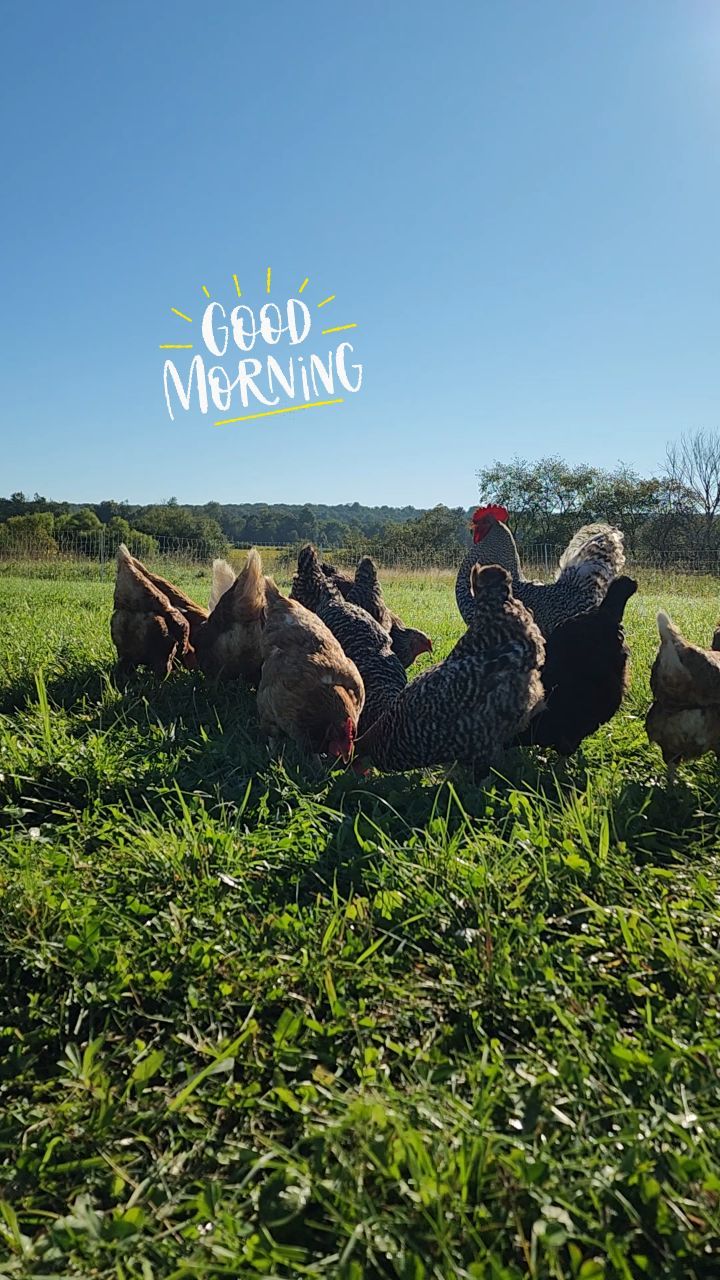 The chickens are back at the farm!
ā¢
We're currently moving most of the eggs that these beautiful birds lay, but if you find yourself in need of a fresh dozen, send us a message and pop over to the farm for a visit! Always all organically-fed and pastured-raised! š