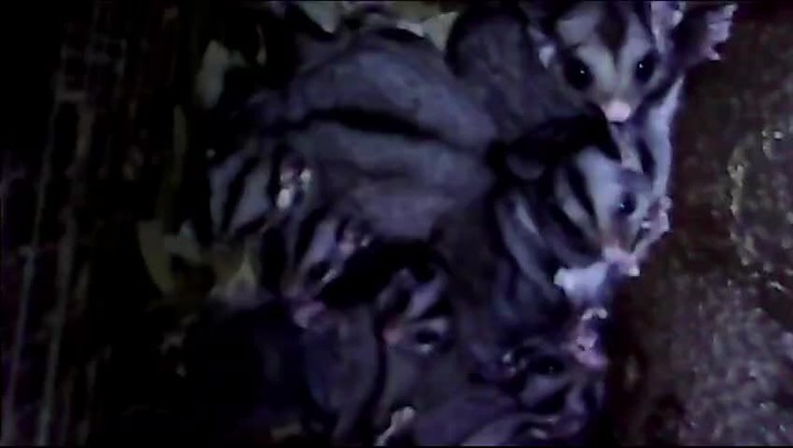 This large Sugar Glider family have taken up residence in one of our nest boxes.
#privatelandconservation #landcare #australianwildlife #protectnature