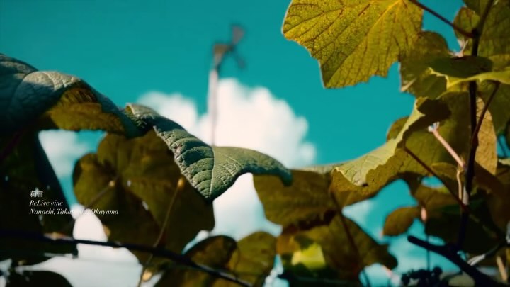 _Chercher l’instant du groove
吉も毎日たくさんのワイナリー関係者に愛されて、のほほんとした日々を送れています。ヤマブドウは、抗酸化物質、ポリフェノールなどを沢山含み、とても健康によく、色付きも最高で糖度も高くなります。だけど酸度だけが異常値を叩き出すのです。でもやりたい、やりたくなってしまう、、ほどのゆたかさなので、悩まされてしまいます。。
Kichi is cherished every day by many in the winery, living a carefree life. The Yamabudo is rich in antioxidants and polyphenols, that color deep and sugar content high. But their acidity? Off the charts. Still, I can't help but be drawn to them, their abundance calls to me, even in my oh no...
【莉蕾|ReLive vine】
岡山県高梁市でぶどう農家をしている @itsuki_ll が、ワインの風景を歩んでいく日々を記録。現在樹齢と研修一年目。蕾から美しい花が生まれるように、いつの日か、この日々が、ワインやその先の風景に繋がっていくようにという祈りを込めて「莉蕾(りらい)」と名付けた。
ReLive vine with @itsuki_ll documents the daily life of a grape farmer in Takahashi City, Okayama, Japan, as they walk alongside wine. Currently in the first year of both vine age and training, the hope is to one day create grapes and wines that evoke the memory of the landscape. With a prayer that this will eventually lead to an unrecognizable landscape, the endeavor was named "ReLive vine".
#ワイン #農家 #醸造 #ぶどう #農業 #自然 #秋田犬 #甲斐犬 #岡山 #日本の風景 #Wine #Winemaking #Grapes #Farming #Nature #Akita #KaiKen #JapaneseLandscape #Vin #Vinification #Raisin #Agriculture #ChienAkita #ChienKai