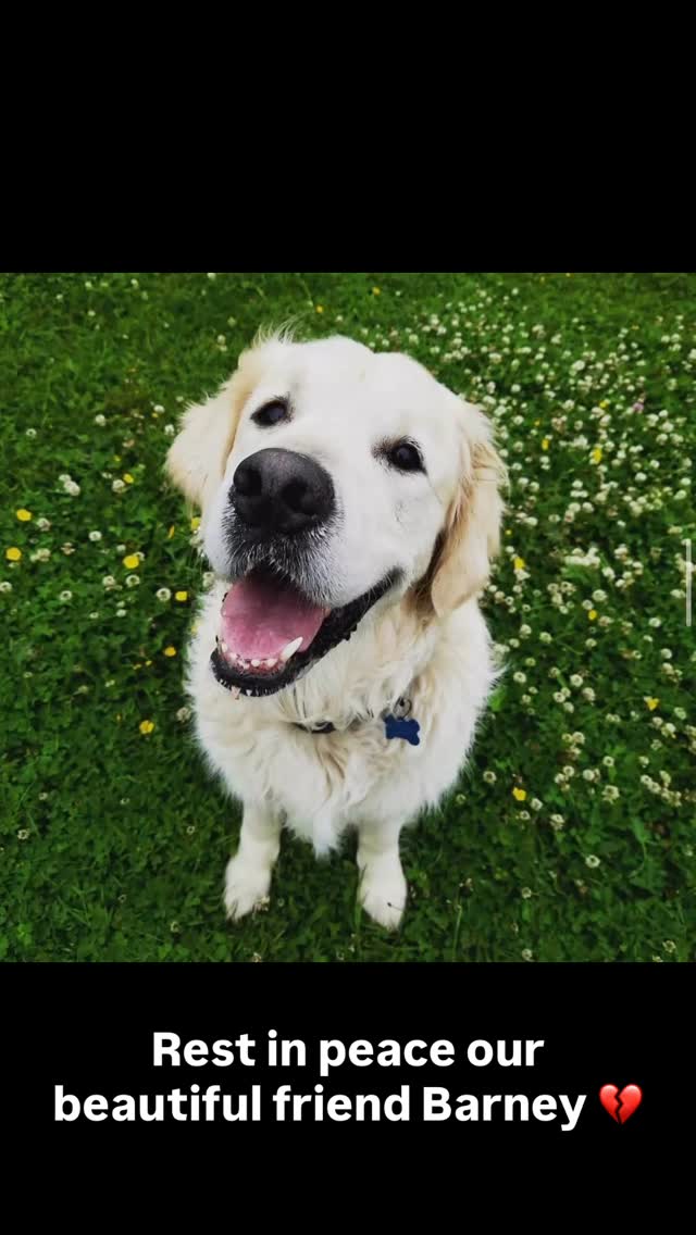It’s with a heavy heart and tears In my eyes that I write to say today our beautiful goof ball Barney crossed over the rainbow 🌈 bridge this morning. He has been part of our Pawsome Family for over 5yrs. He was the kindest, most loving, gentle soul you could ever ask for. Loved by all, he will be greatly missed. 💔