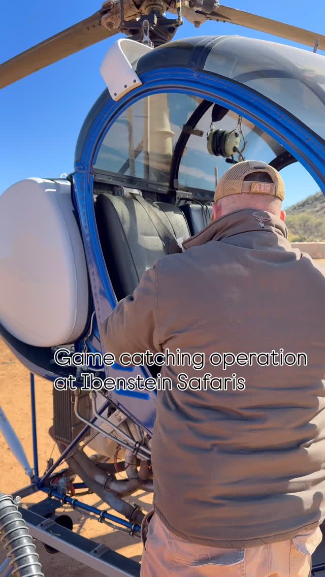 Yesterday we had game catching operation at Ibenstein Safaris. We needed to catch black wildebeest because there are to many of them on our farm. In order to save our grazing we had to catch some of them and they will go to the new farms and new owners to bring new genetic material to their population of black wildebeest.
Thanks to @super_game_dealers and their profesional work everything went very well 👌👌👌
#gamecapture #gamemanagment #africangame #namibiangame #helicopterflight #specialoperations #gamemanagmentproblems #wildlifenamibia #blackwildebeest #namibiangame #travelnamibia #fyp #viralreels #gnuantelope
