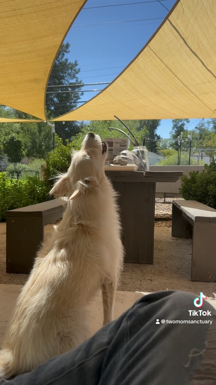 Hot new artist. #mobyboy #huskymix #bordercolliemix #rescuedogsofinstagram