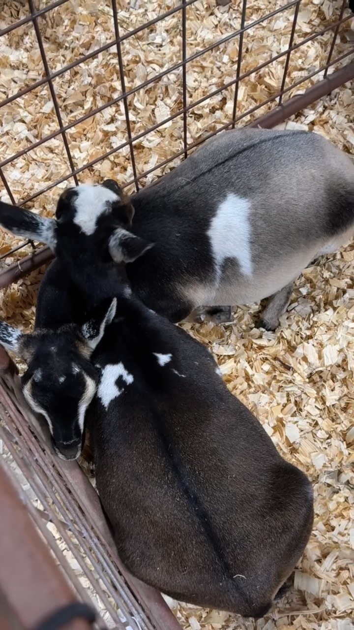🤩We went to the Fire and Brimstone show in Brownwood over the wkend and it was a blast! I only took 3 goats to show. Spyro our senior buck. Revi and Wildflower juniors both are Spyro’s daughters. The girls did so well for their 1st show! They also placed very well.
Revi got 3rd, 2nd, 5th and 1st!
Wildflower got 8th, 3rd, 2nd, 7th!
Thank you @rowdyrascalsranch for helping me show the girls with them being in the same class! You rocked it Annalynn!! 🤗
❤️🔥Spyro got 1st in all 4 Rings and his first Reserve Champion in ADGA show! We are so excited!! I think he was excited too! I wish I had on video but when Judge Dan Greene announced him as the reserve I patted him and said good job Spyro you did it and he said (yeaaaaa) 😆 he seemed very proud!!
He is just such a joy to show. The buck rings went super fast and late but so much fun! So I wasn’t able to get much videos of those next time I will!!!
Thank you to those who made a good show and everything went so well! Made new friends and helped showing which I love to do!! I get so happy when I get asked! So thank you to those who wanted it!!
🤩🤗
#alpharanch#dairygoats#adga#nigeriandwarfgoats#fireandbrimstonegoatshow#brownwoodtexas#andrewstexas#dairyshowgoats#countryliving#americandairygoatassociation#thegoatlife#dairygoatworld#farmher