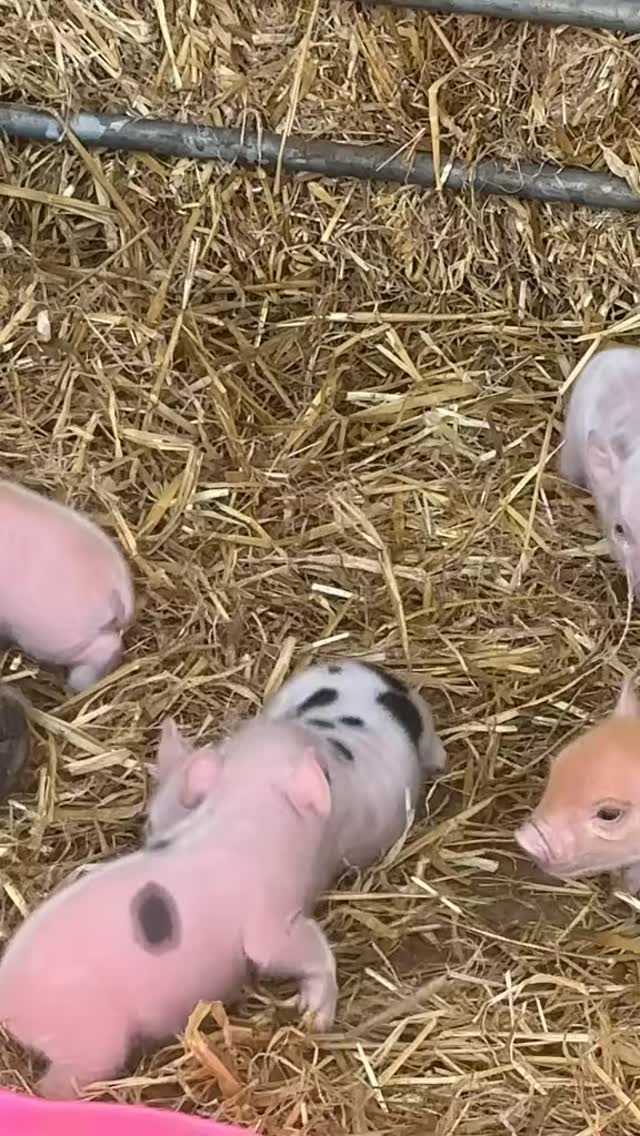 Oh Pearl what on earth 👀🙊🙈
well done to our Pearl blessing us with 6 healthy mad heads 🤪
#piglets #babypigs
#cheshirefarm #farmlife #alpacafarm #alpacafarm #pettingfarm #northwest #typ #crazypigs #warringtonfarm #woodlandsalpacafarm