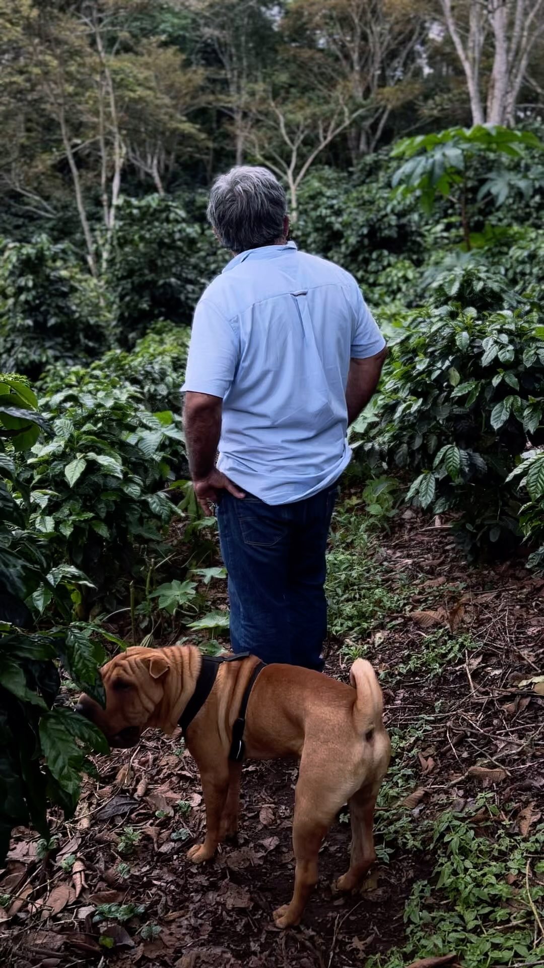 Don Osvaldo y Ralph viendo el desarrollo vegetal de las plantas podadas este año☕️