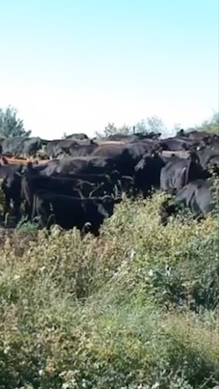 A short video from the month of August. Wild meadows, semi - wild, 100% grass - fed Angus cattle and a bit of a human help to lead the cows from one pasture to another 🌳🌿🍃