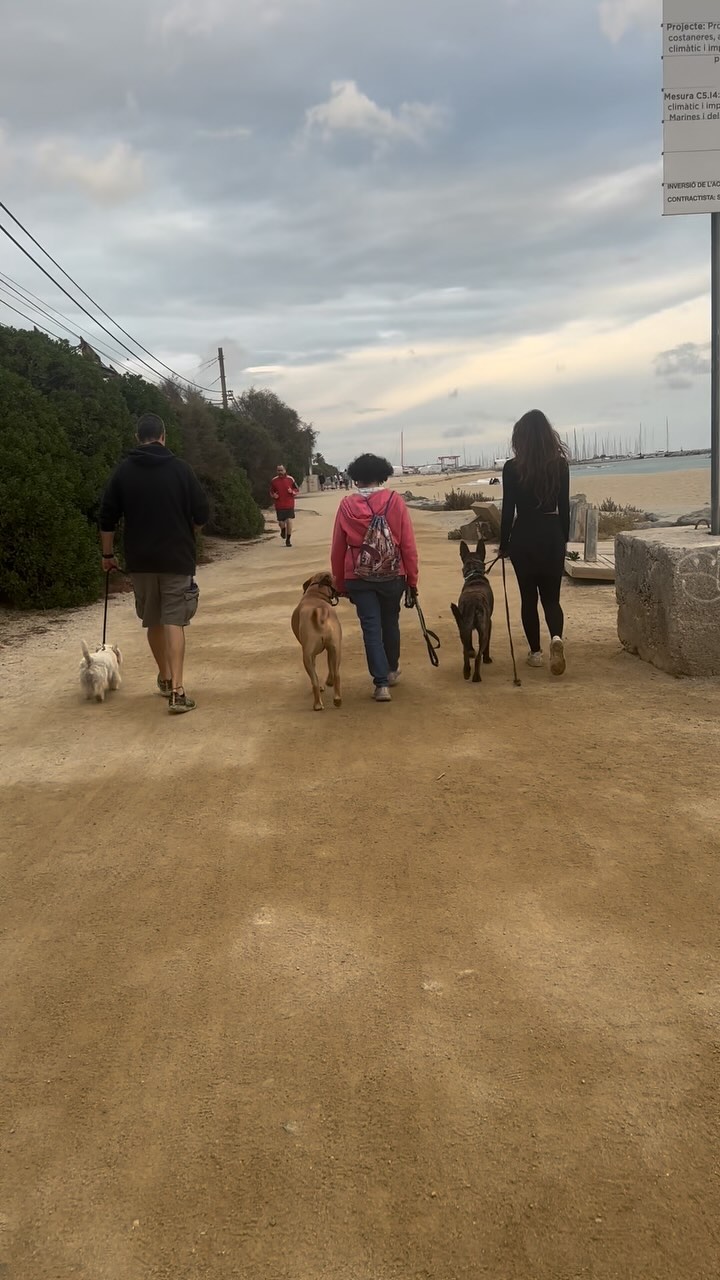 ¡Las clases en grupo son el complemento perfecto para afianzar todo lo aprendido! 🎓
🔹 Refuerza buenos hábitos: Continuar con la práctica es clave para mantener el buen comportamiento de tu perro.
🔹 Mejora la sociabilidad: Interacción controlada con otros perros para fomentar la tolerancia y el juego adecuado.
🔹 Resuelve nuevas dudas: Siempre surgen nuevas preguntas, ¡y estamos aquí para ayudarte!
Anibal, Bimbo, Sancho y sus guías lo han hecho genial, nos vemos a la próxima 💛.
#dogtraining #educacioncanina #adiestramientocanino #westie #pastorholandes