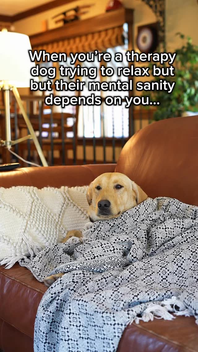 ARI: “Just when I thought I had 5 minutes to myself... 😤
Being a therapy dog means you’re always on the clock—even during your couch nap.
Because their sanity? Yeah... that’s my full-time job.”
#TherapyDog #CompressionTherapy #K9Comfort #MentalHealthSupport #FrogDog #TherapyDogLife #K9Care #ServiceAnimal #WoundedWarrior #NonProfit #Charity #Veterans #AnimalLove #Therapy #TherapyCompound #K9training #TherapyAnimal #TrainingCompound #Lodge #Retreat #Healing #SuicideAwareness #DogWithAJob #Meantalsanityexpert #OnDutyAlways #EmotionalSupportExpert
