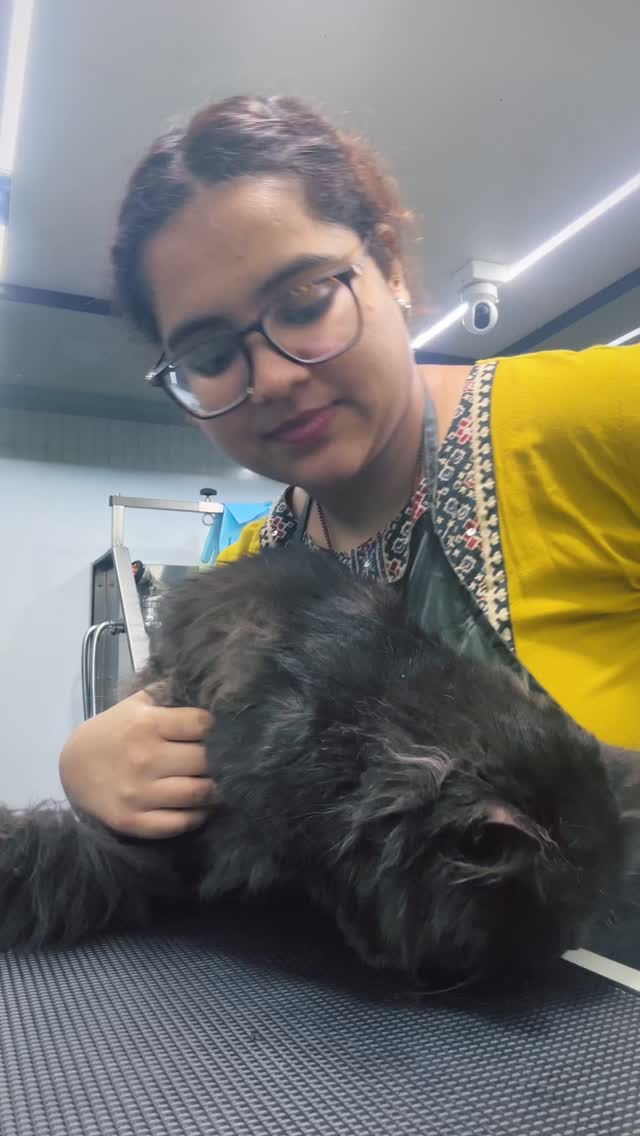 Cats are connoisseurs of comfort 🐾🐱
#cats_of_instagram #cats #catvideos #catgram #catgroomer #catvideo #groomer #petstudio #grooming #mumbai #mumbaidiaries #trendingaudio #trendingsongs