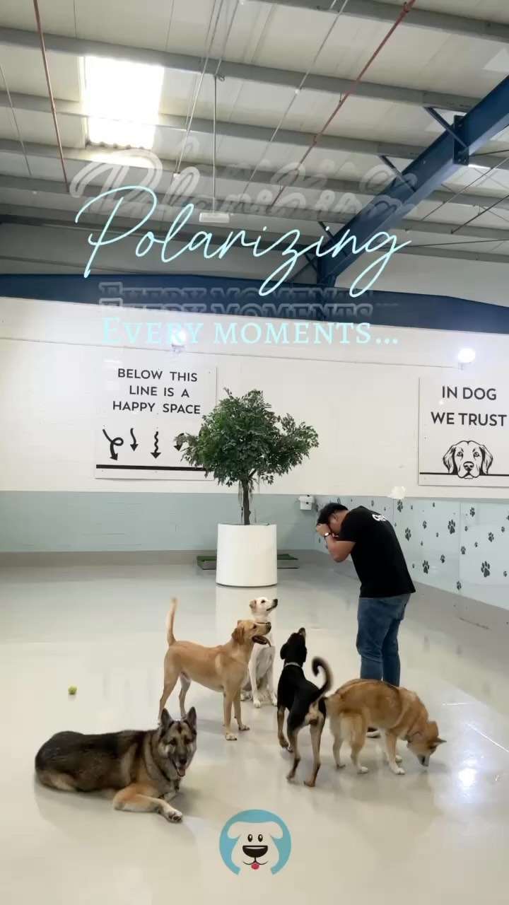 We 🩵 our jobs 🐶📸
#dubaidogs #dogsindubai #dubai #mydubai #dogs #nyc #hellofromspot #boarding #grooming #welovedogs #dogsofdubai #dubaidog #doggieboarding #doggiedaycare #doggieboarding #dogdaycare #dogdays #uaedogs #dxbdogs #everydayawesome #adoptdontshop #pethealth #petnutrition #happypup #dog