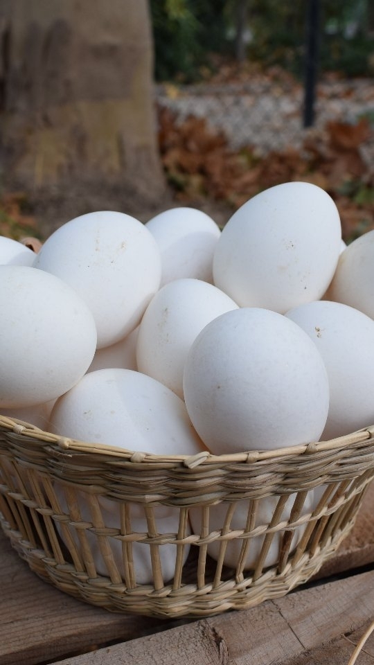 La calidad de un huevo depende de muchos factores, entre ellos la calidad de vida de las gallinas y de su alimentación.
No es lo mismo una gallina que vive en una jaula sin espacio para moverse ni ver la luz del sol, solo con luz artificial que una gallina que vive en el campo recibiendo la luz del sol y moviéndose libremente y pudiendo llevar a cabo las conductas propias de su naturaleza.
Su alimentación está basada en piensos ecológicos y cereales y no se usan antibióticos, lo cuál no significa que estén desatendidos médicamente, sino que se usan otros medicamentos más inocuos.
En conclusión, todo esto hace que la gallina viva mejor y sin estrés, lo cuál hará que sus huevos sean de mayor calidad y de un sabor más intenso, como los huevos de El Romero.
#huevosecológicos #huevosgourmet #gallinamurciana #gallinacastellananegra #alimentación saludable #productosdecercania