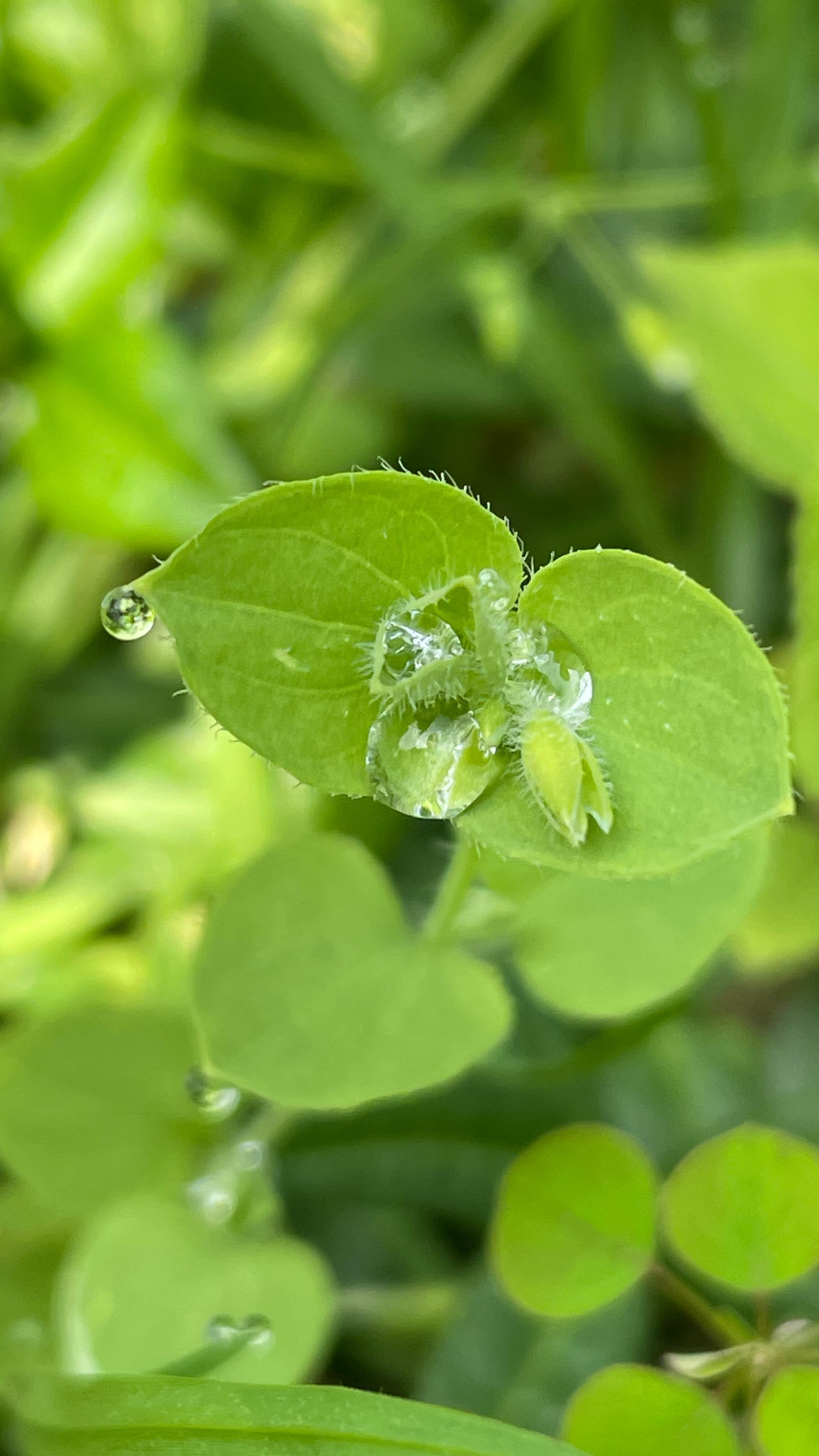 A mis pies… a tus pies…
Cuanta belleza nos rodea. Hay que abrir los ojos y el corazón para abrazarlo todo. La naturaleza es nuestra medicina mas grande. Sal, observa, amplia tu mirada, expande tu experiencia.
#psicoterapiagestalt