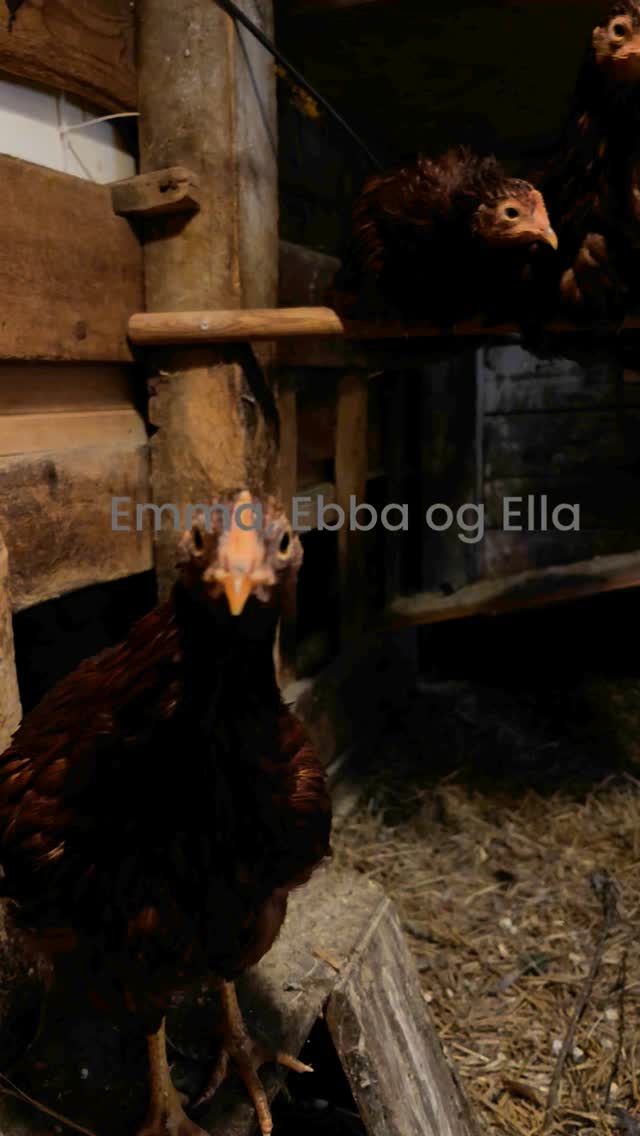 Eksjøhønene🥰