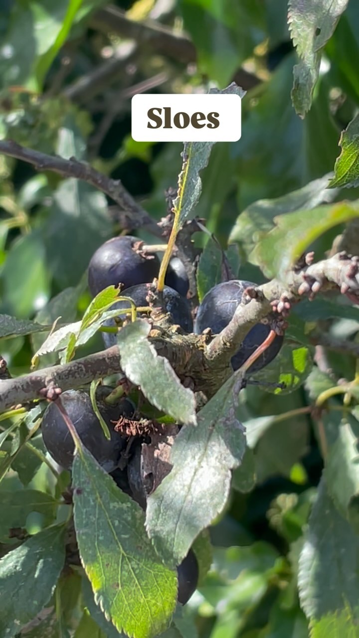 An autumn foray… 🫐🍂🧺
We are considering running an autumn foraging workshop here next year with the wonderful @sciapoddairy so in preparation I went out to see what I could find, these are the things I remembered to video…
I also found rose hips (they need a bit longer), bullaces and crab apples! If you want to see what I do with them pop us a follow, preserving is my favourite thing!
#suffolkcoast #suffolk #suffolkfood #woodfirecooking #suffolkcountryside #thesuffolkcoast #suffolkfoodie #suffolkforay