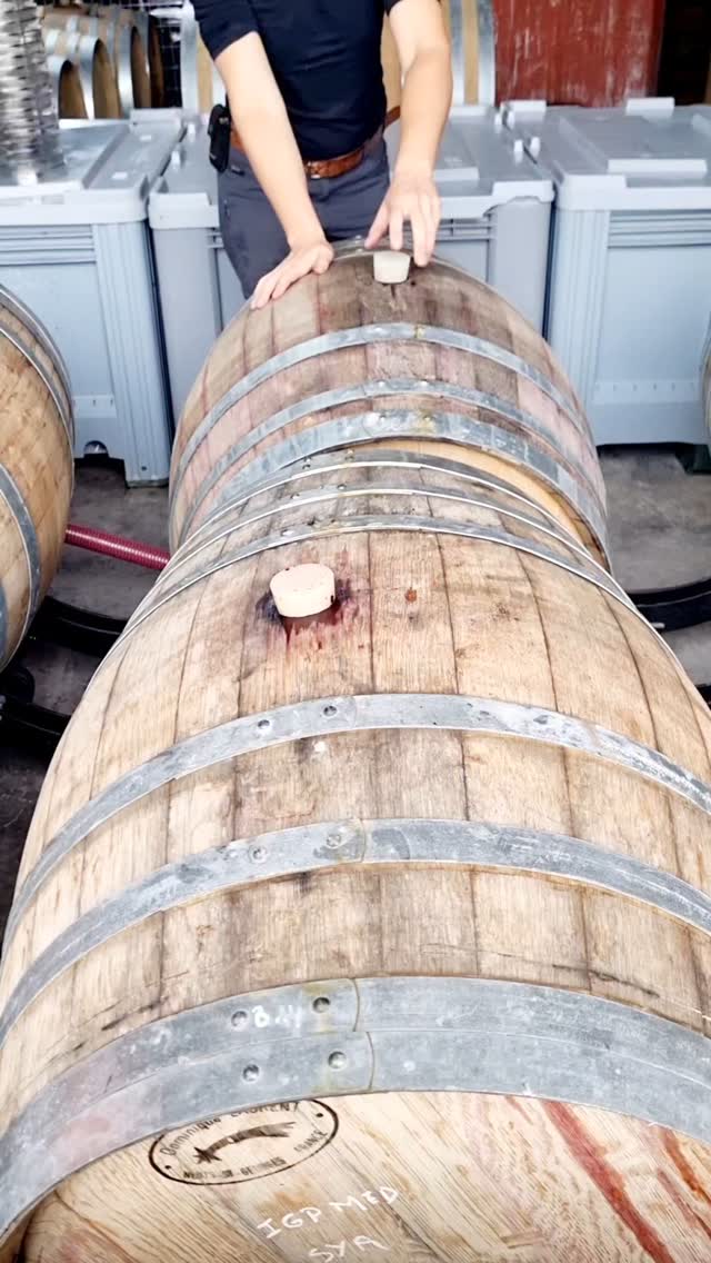 Vinification de l'Altum500 rouge en intégrale (dans les barrique)
#vignoblesmontthabor #grenache #syrah #vinifintegrale #vinsluberon #durelabeur