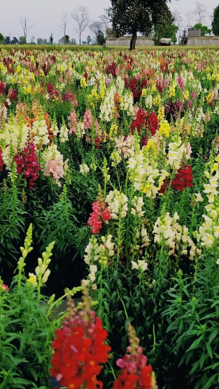 Last day for “Early Winter Season” discount
Use the coupon code : WINTER24
For a 20% discount site wide
www.biocarve.com
#discountcode #biocarveseeds #qualityseeds