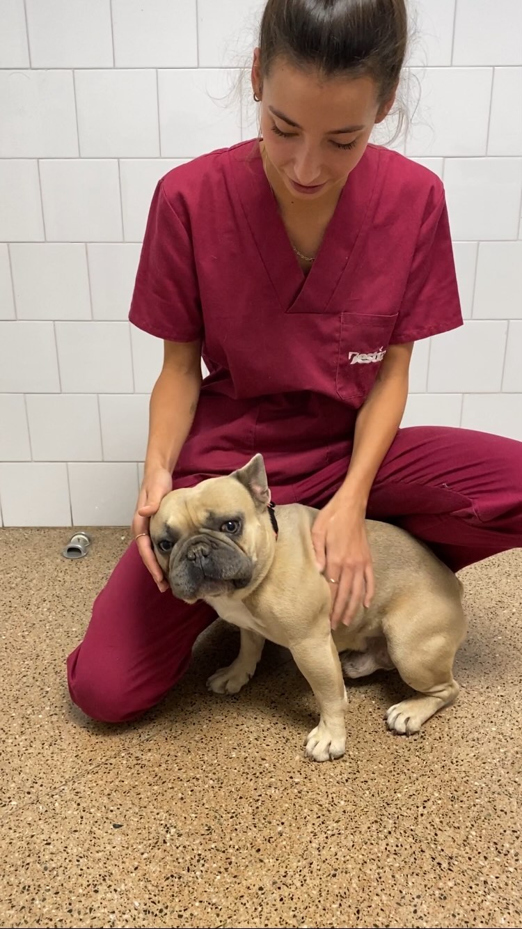 Roncs contínus, intolerancia al exercici, dificultat respiratoria, vòmits, refluxe i regurgitacions son alguns dels símptomes del "Síndrome Braquicefàlic" propi de races com els Bulldogs, Carlinos o Boxers entre d'altres🐶. Molts d'ells es beneficien de passar per cirurgía🩸, on se'ls corregeixen alguns defectes que milloren notablement la seva qualitat de vida ✅. I vosaltres, coneixeu algun gos que pateixi símptomes similars😮💨? #equipbestiari