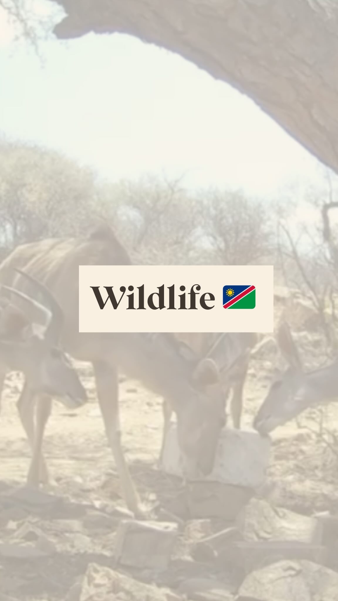 Wird man Tiere sehen können? 🇳🇦🤍
Die sehen wir tatsächlich schon fast täglich! Kudus, Zebras, Affen und Oryxe sind definitiv auf dem Grundstück unterwegs. Wie ihr sehen könnt sogar eine Hyäne 😱
Wir hoffen das sie trotz der Bauarbeiten da bleiben ❤️
🇬🇧 Will we be able to see some wildlife? 🇳🇦🤍
We already see them almost every day! Kudus, Zebras, Baboons and Oryx are definitely on the property and as you can see even a hyena 😱
We are hoping that they will stay during the constructions ❤️
#namibia #lodge #lodgebau #namibialodge #africa #movingabroad #auswandern #travel #travelnamibia