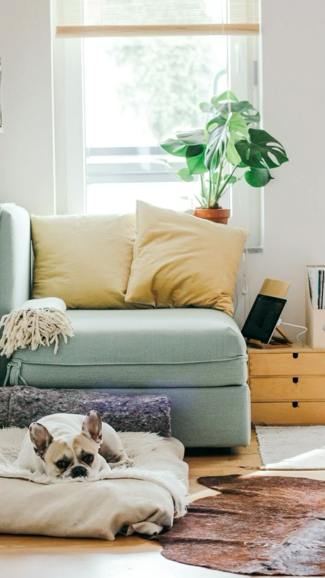 Did you know that indoor air quality can be up to 5 times more polluted than outdoor air?
In Fred and Ellis’ latest blog post, we dive deep into the best high-end air purifiers available right now, comparing top brands like Dyson, Blueair, Levoit, and COWAY. Whether you’re looking for the most efficient, quietest, or sleekest design, we’ve got you covered with all the details to help you make the right choice!
Breathe easier and healthier—find out which purifier suits your home best. Read the full review via the link in the bio!
#AirQuality #HighEndAirPurifiers #Dyson #Blueair #Levoit #COWAY #HomeEssentials #HealthyLiving #fredandellis #amazonaffliate