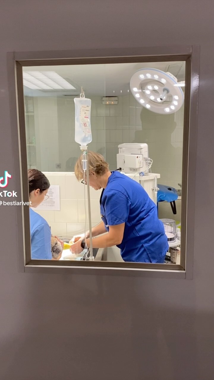 Avui al Hochi Min li ha tocat tractament dental complert🦷🪥✨. Poc després ja marxava cap a casa ben eixerit 💙 #equipbestiari