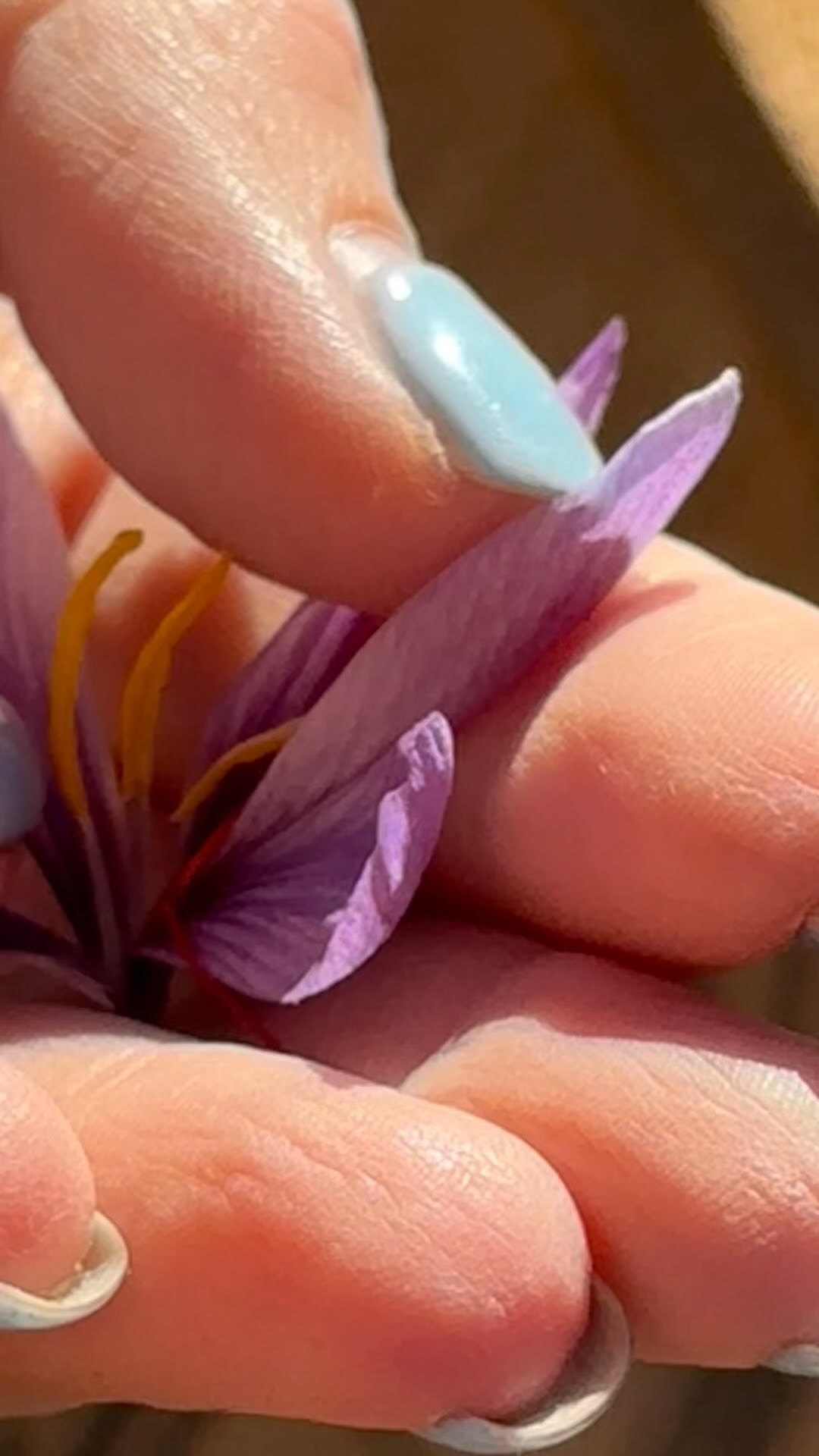 Saffron season
