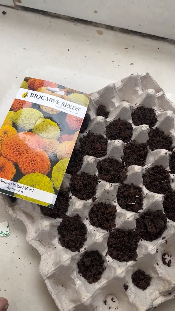 Sow now if you want to reap a dreamy winter garden!
We’ve so so many flowers to suggest that it gets confusing, but don’t you worry, start with us, one flower a time and by the end of autumn you’ll have a garden full, ready to bloom in winters ❄️
For Today-
*African Marigold Yellow
*African Marigold Orange
*African Marigold Mixed
#biocarveseeds #qualityseeds #seeds #winterflower #winterflowerseeds #winterseedsowing #sowingseason #sowing #sowingseeds #africanmarigold #africanmarigoldseeds #gardening #wintergarden #wintergardening
