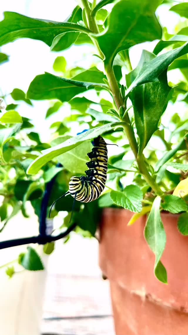✨Right before the magic begins…✨
This little monarch caterpillar has tucked itself into a perfect J — nature’s signal that transformation is near. 🪄 Soon, it will shed its striped suit and become a glowing jade chrysalis, holding the dream of wings inside. 🦋
A quiet, powerful reminder that growth often begins in stillness… and that even the smallest creature holds the power of becoming something extraordinary. 💫🌿
#MonarchMagic #ChrysalisInTheMaking #ButterflyTransformation #Blackborg #NatureIsMagic #MetamorphosisMoments #FromCaterpillarToButterfly #butterflysanctuary #pollinatorgarden #butterflylifecycle #butterflykits #naturelovers #butterflyrelease #handsonlearning #butterflyfacts