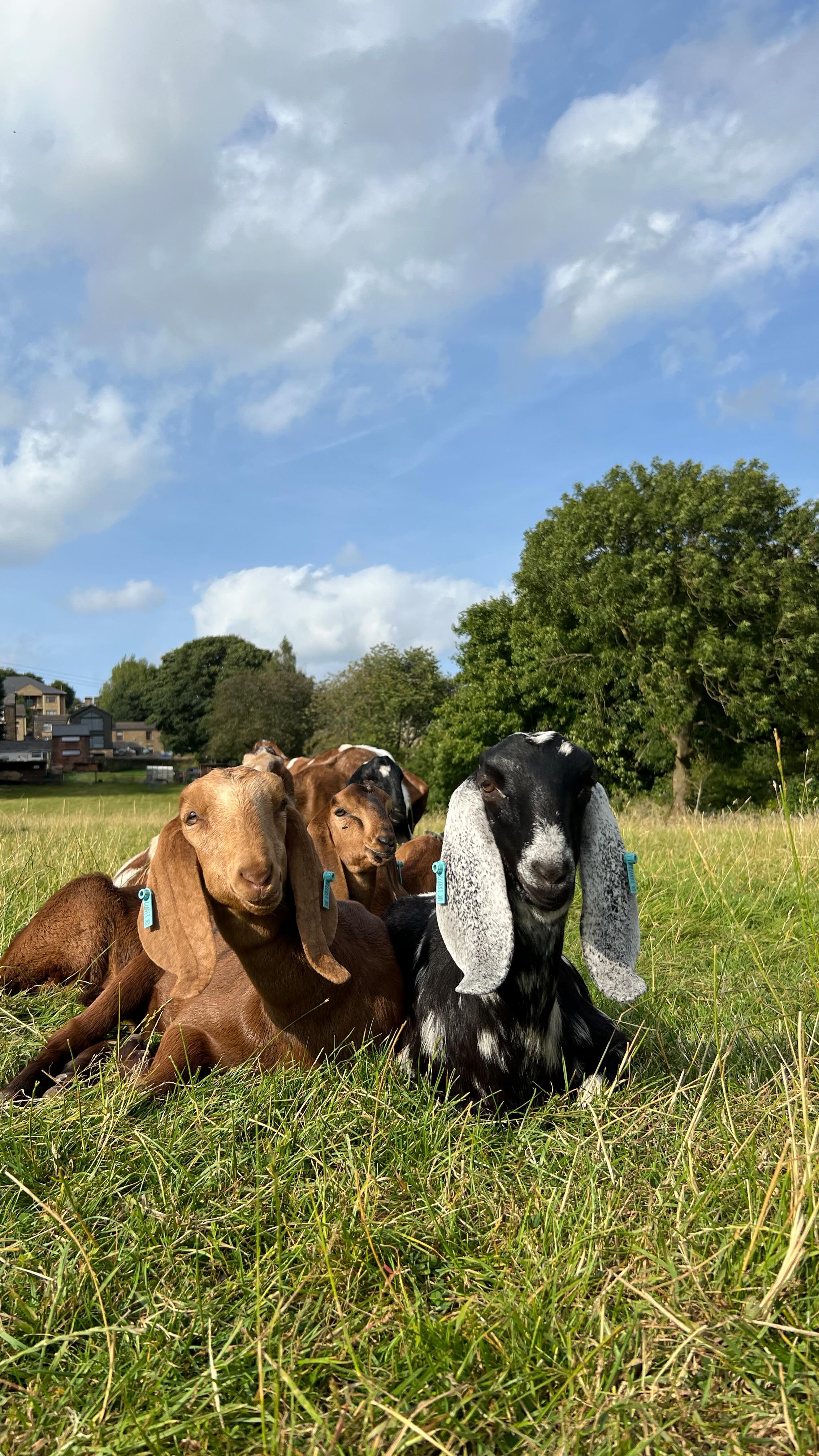 WE’RE BACK! 🏡
Back to reality after a chaotic week last week.
We flew to Munich for a few days to watch Adele then Jess went straight to @ashbourneshow while Sam had @marshvalleydefenders weddings to do with our Land Rover Defender Wedding Cars.
A huge thank you to Caroline (Sam’s Mum) for looking after the goats while we’ve been away.
We definitely missed their beautiful little faces and glad to be back home 🫶🏼
.
.
#marshvalleysoap #goatsmilksoap #allnaturalskincare #breakaway #backhome #backtoreality #anglonubian #britishalpine #familyrunbusiness #feelinggrateful #thankyousomuch #madeinsheffield #madeinyorkshire