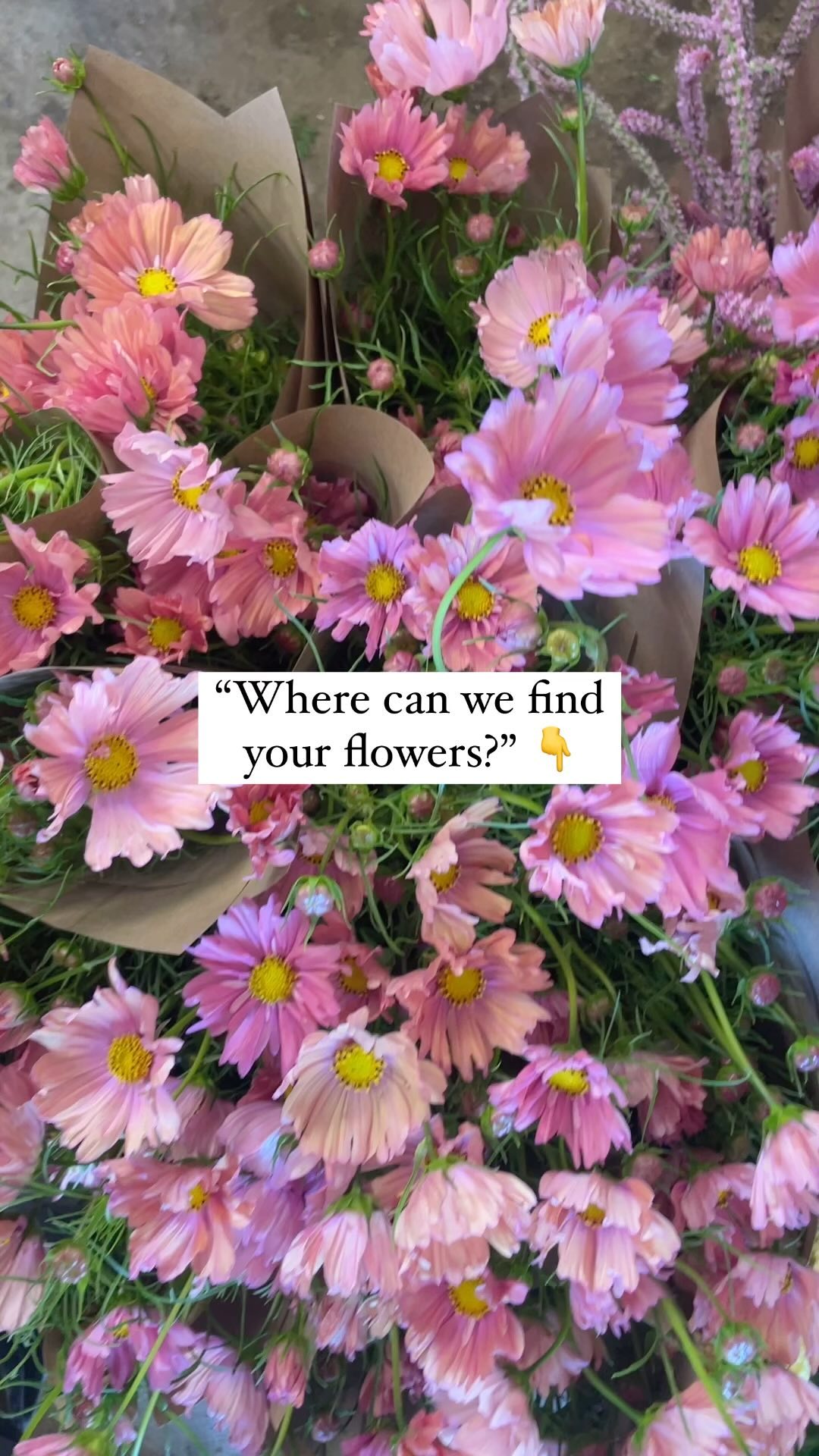 Itās Septembah and the fields are bursting with beauty! Hereās where you can find our flowers for the rest of the summer season:
š¼ Farmerās markets! Find our booth of vegetables and flowers at Marin Farmerās Market in San Rafael every Thursday and Sunday 8am-1pm, and Healdsburg Farmerās Market on Saturdays 8:30am-12:00pm (April-December).
šø For weekly preorder (wholesale) via @sonomaflowerhub. Local delivery options available!
š» On the sales floor at @gatherflora.sf in the San Francisco Flower Market, and for preorder in SF via the @gatherflora platform.
š· Order directly from our farm (wholesale) via the @rooted_farmers platform. For pickup on farm or at our farmers markets.
šø Twice weekly wholesale delivery via @feed_cooperative
š» In flower shops, floral designs, restaurants, and grocery stores throughout the Bay Area. Shoutout to just a few of our regulars for sourcing local, organic flowers! : @wildflowerandfern @jenniflorasonoma @biritesf @thelittleflowershop_ @pedyspetals @juniperlanefloral @wildfennelnovato @flowercasita @singlethreadfarms @quince_sf @papillonfloral @threesummerdaysevents @theflowerwagon @themonkeyflowergroup