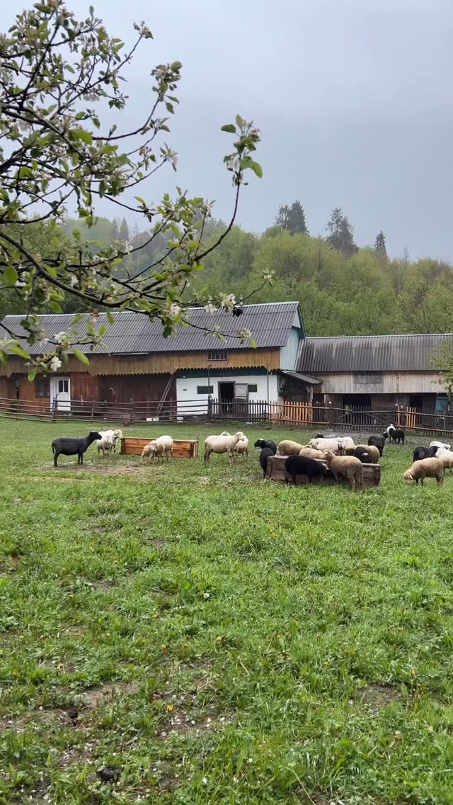 VYBIIKA (também conhecida como vybyvannia, nabiika, peystra, dimka) é uma técnica artesanal milenar de estamparia, originária da Ucrânia, que consiste na aplicação manual de desenhos e ornamentos sobre tecidos. Essa forma de arte, carregada de significado cultural, remonta aos tempos da antiga Rus de Kyiv (séculos IX–XII).
Já está disponível no nosso site, entrega via Correios Brasil inteiro. Link na bio @azul.e.amarelo
#Azuleamarelo #vybiika #ucrania #artesanatos