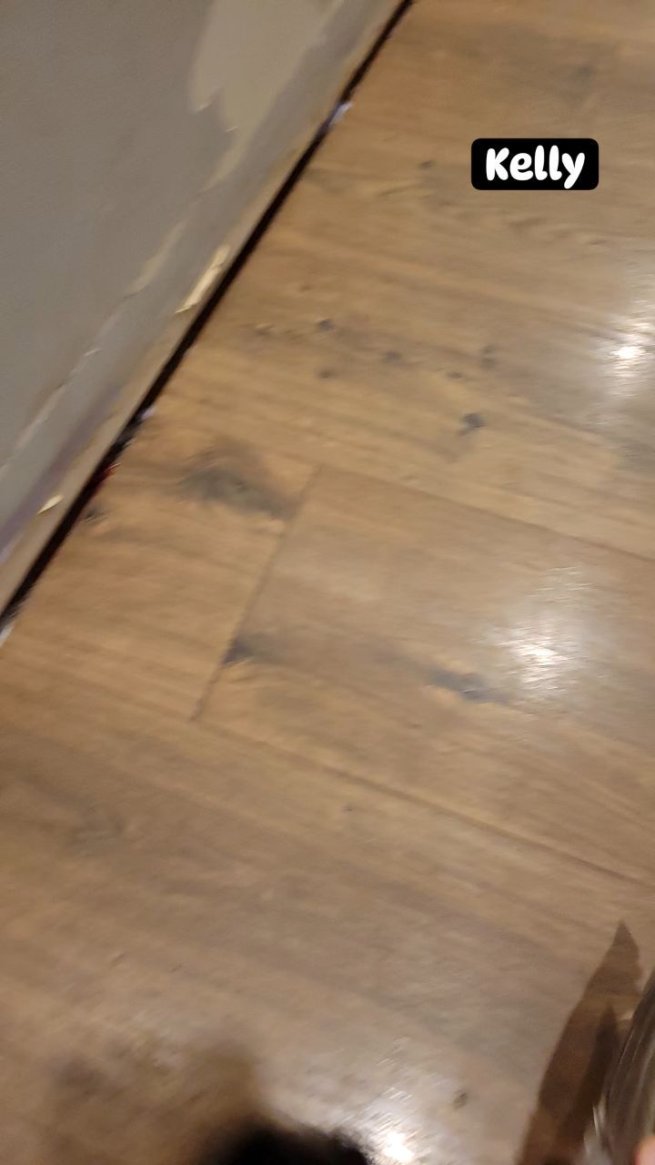 #dog #puppy #fun #englishspringerspaniel #birddog